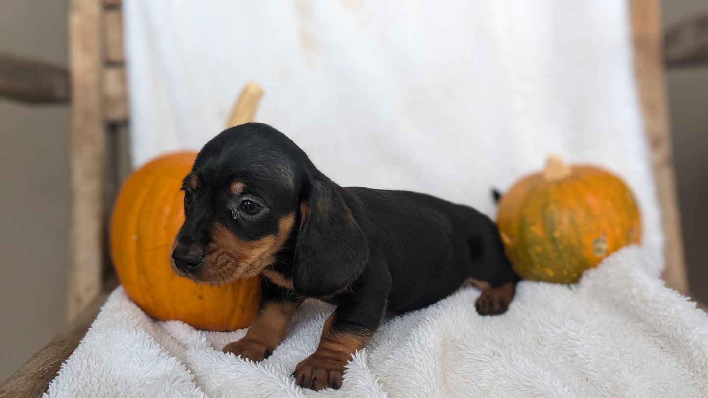 MINI DACHSHUND (08/13) MALE