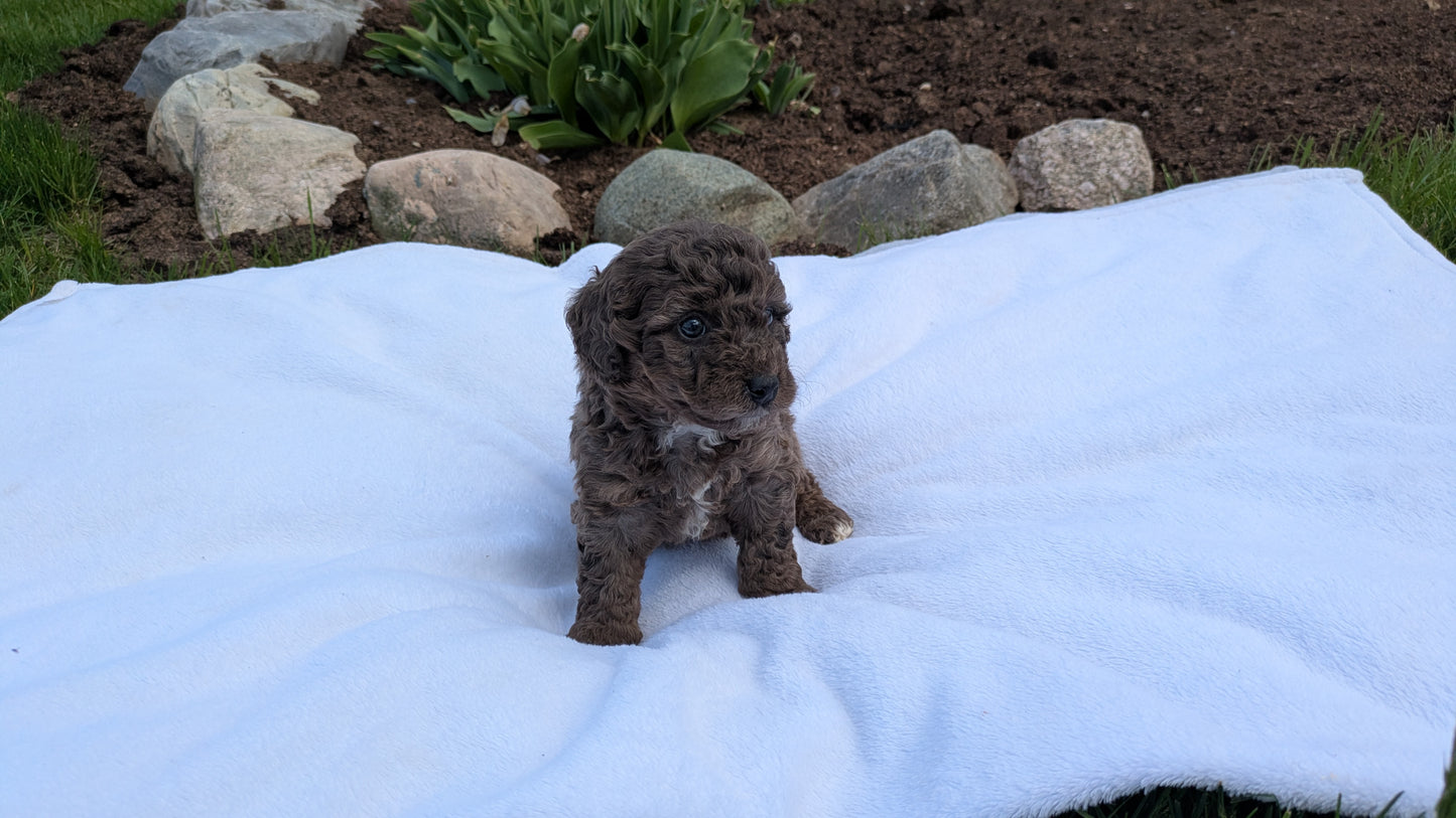 MINI BERNEDOODLE (03/30) FEMALE