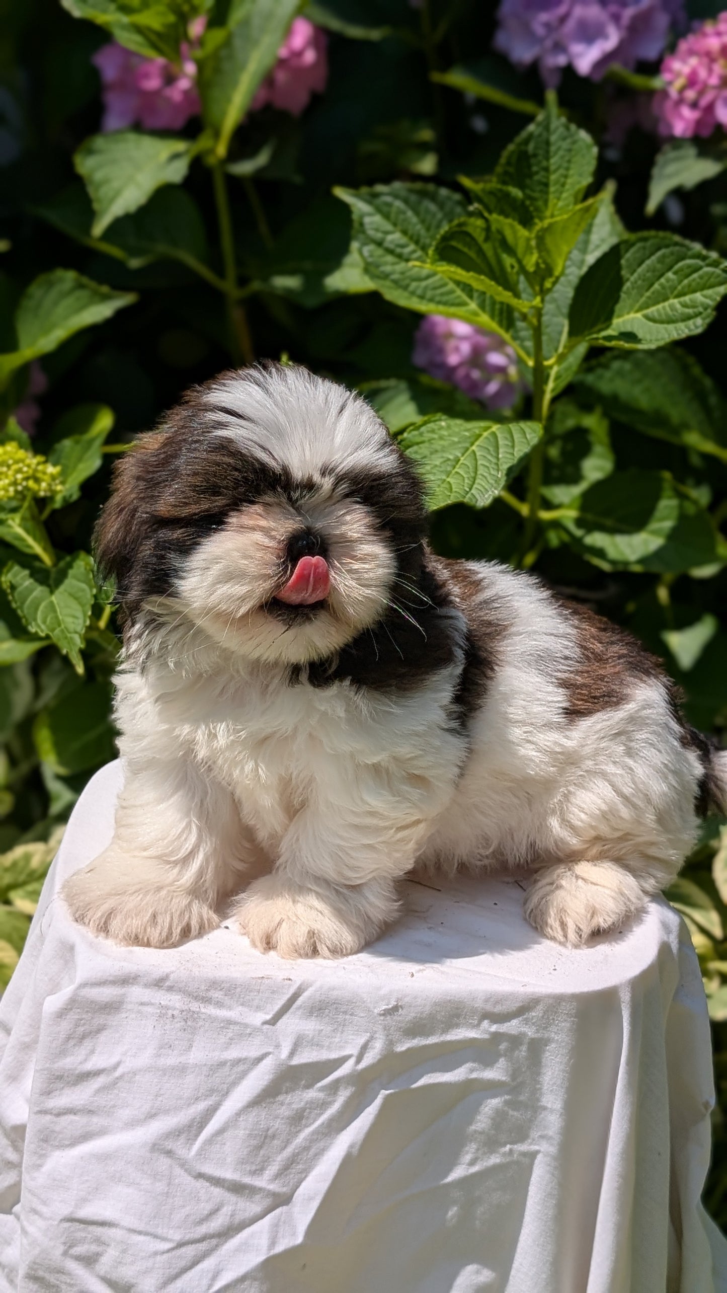 SHIH TZU (05/17) MALE