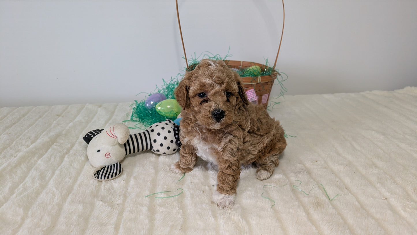 MINI POODLE (03/13) FEMALE