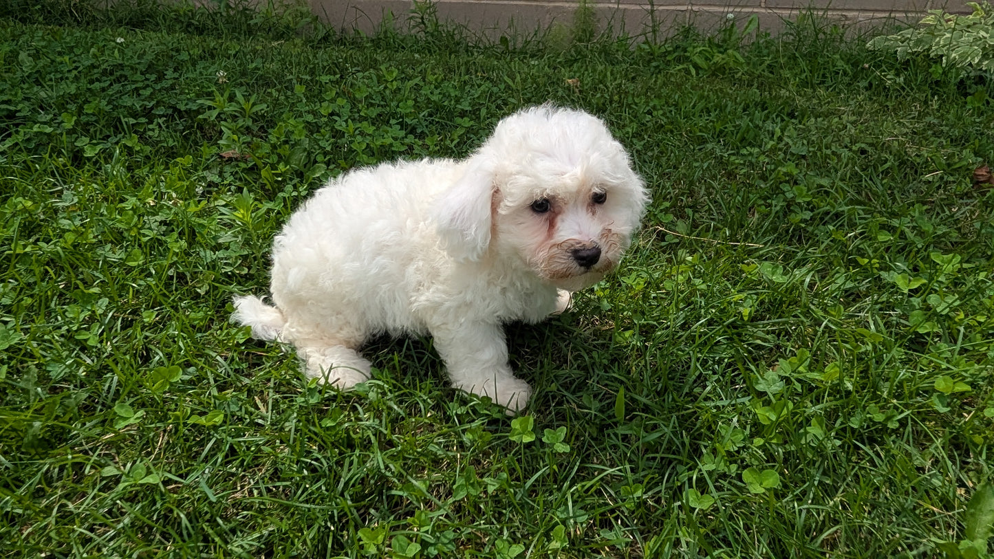 BICHON FRISE (06/19) MALE