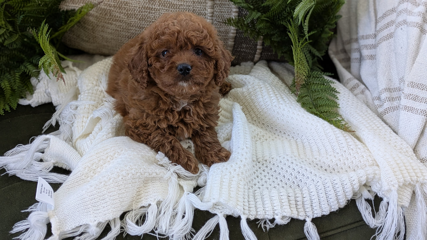 CAVAPOO (01/10) FEMALE