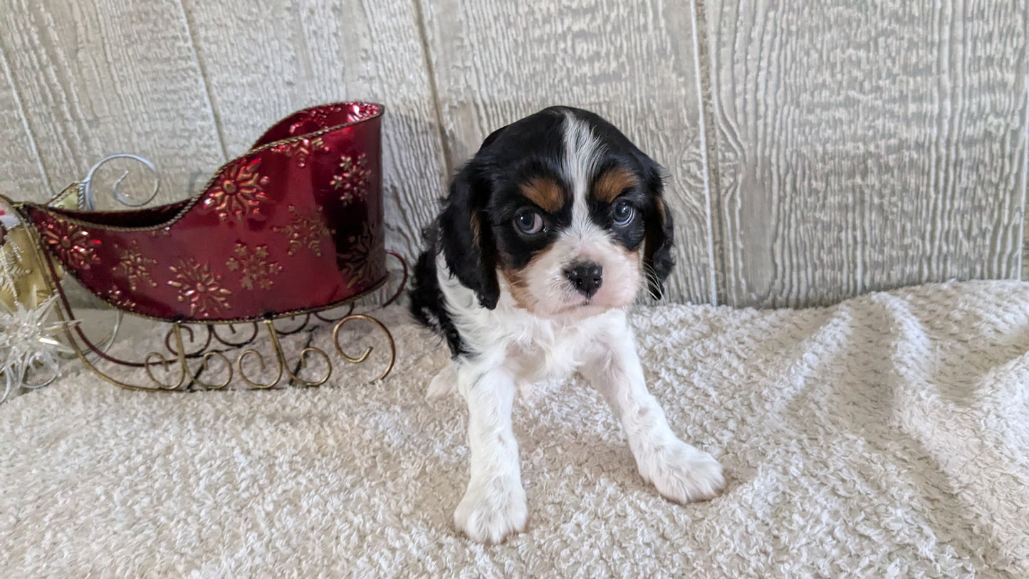 CAVALIER (09/12) MALE
