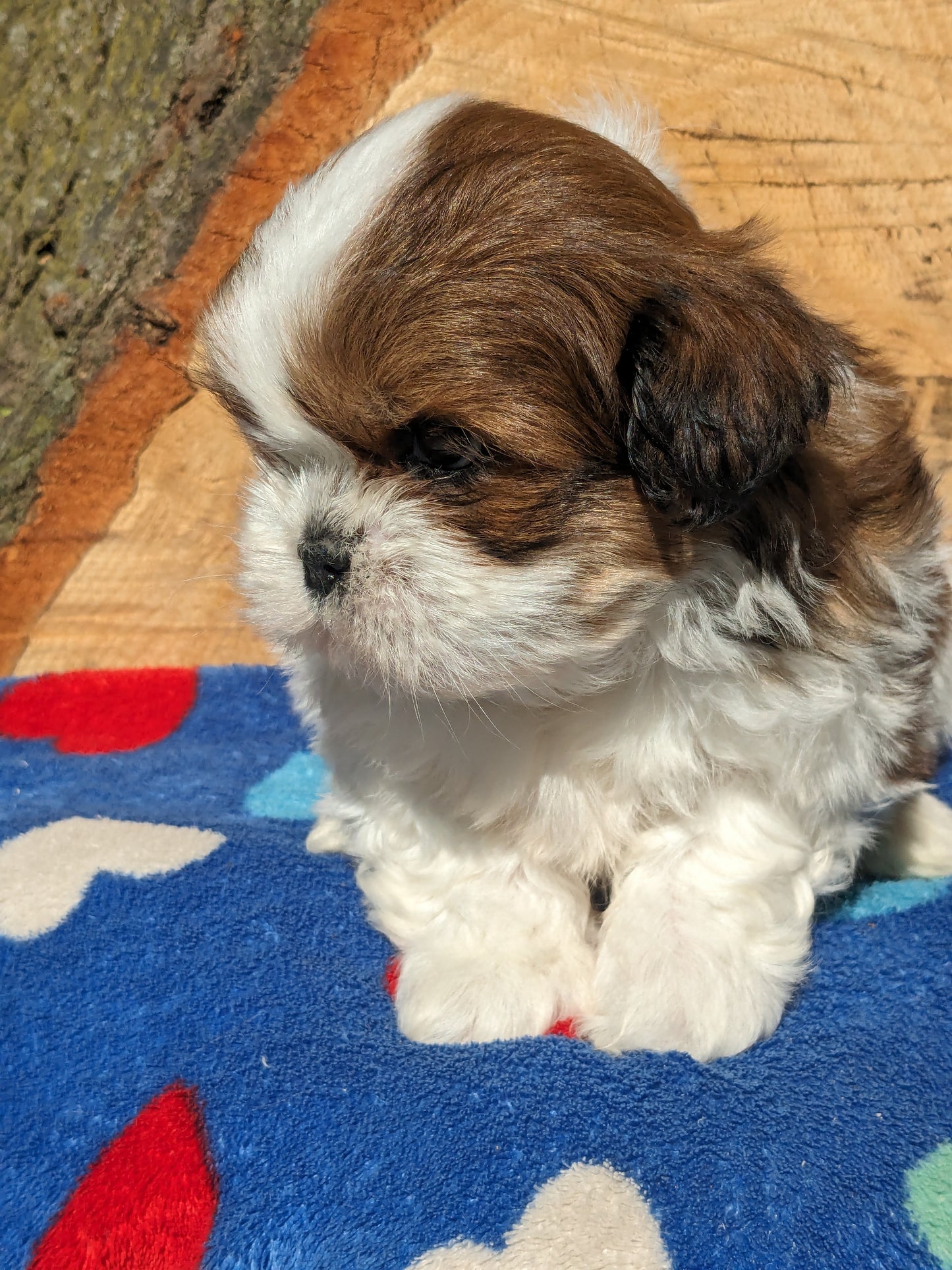 SHIH TZU (03/11) MALE