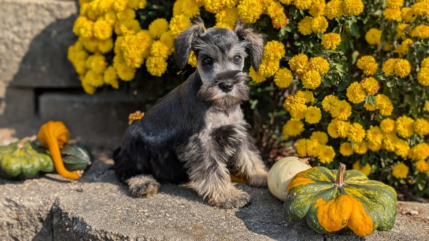 MINI SCHNAUZER (08/21) MALE