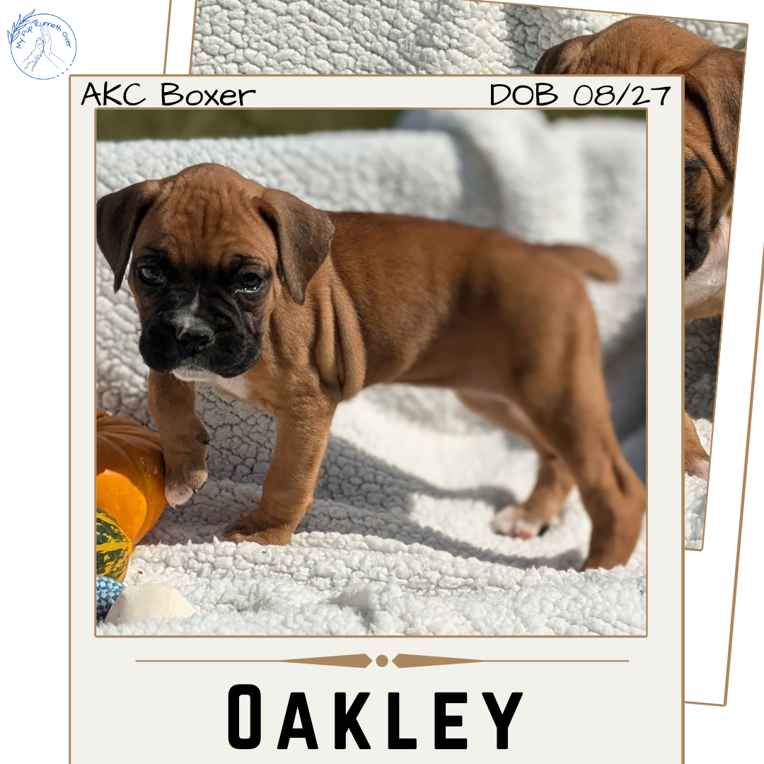 BOXER (08/27) FEMALE