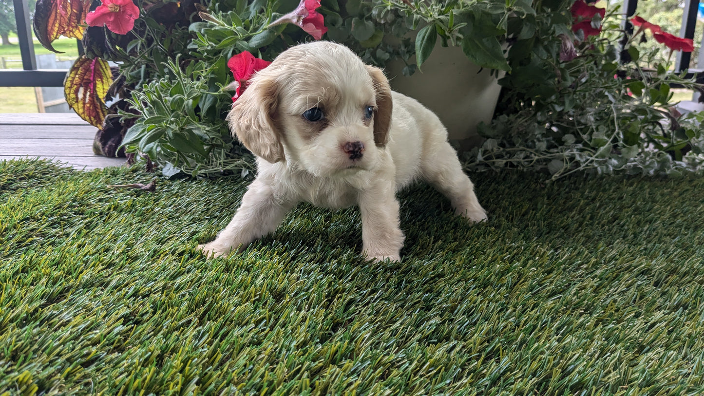 COCKER SPANIEL (07/24) MALE