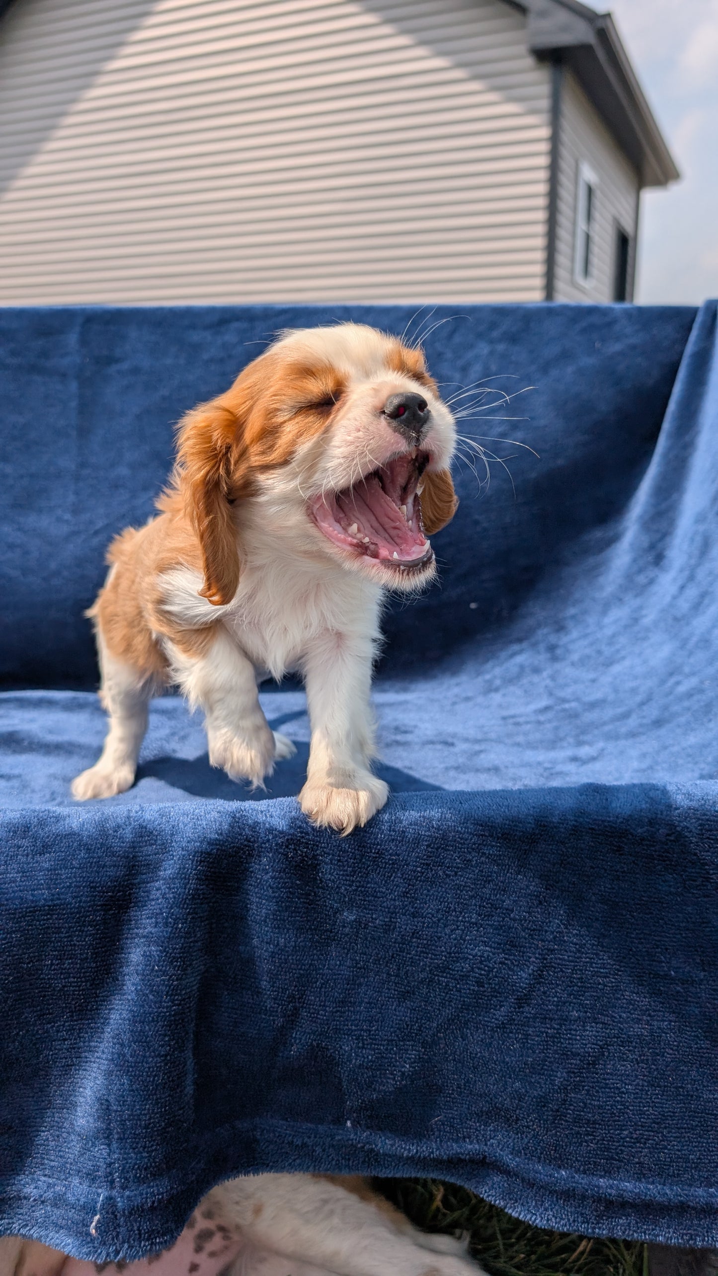 CAVALIER (05/19) MALE