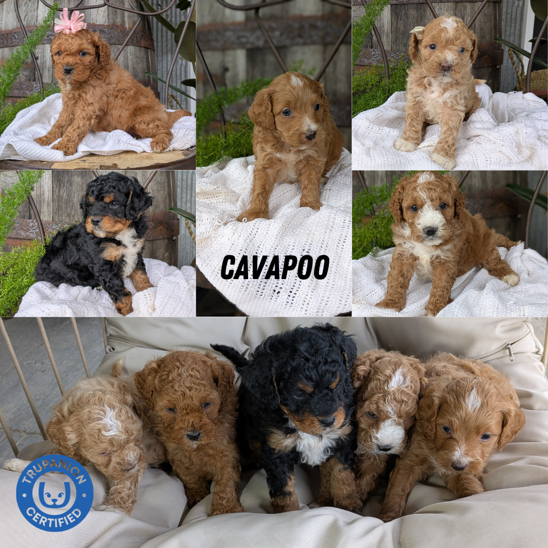 CAVAPOO (04/28) MALE