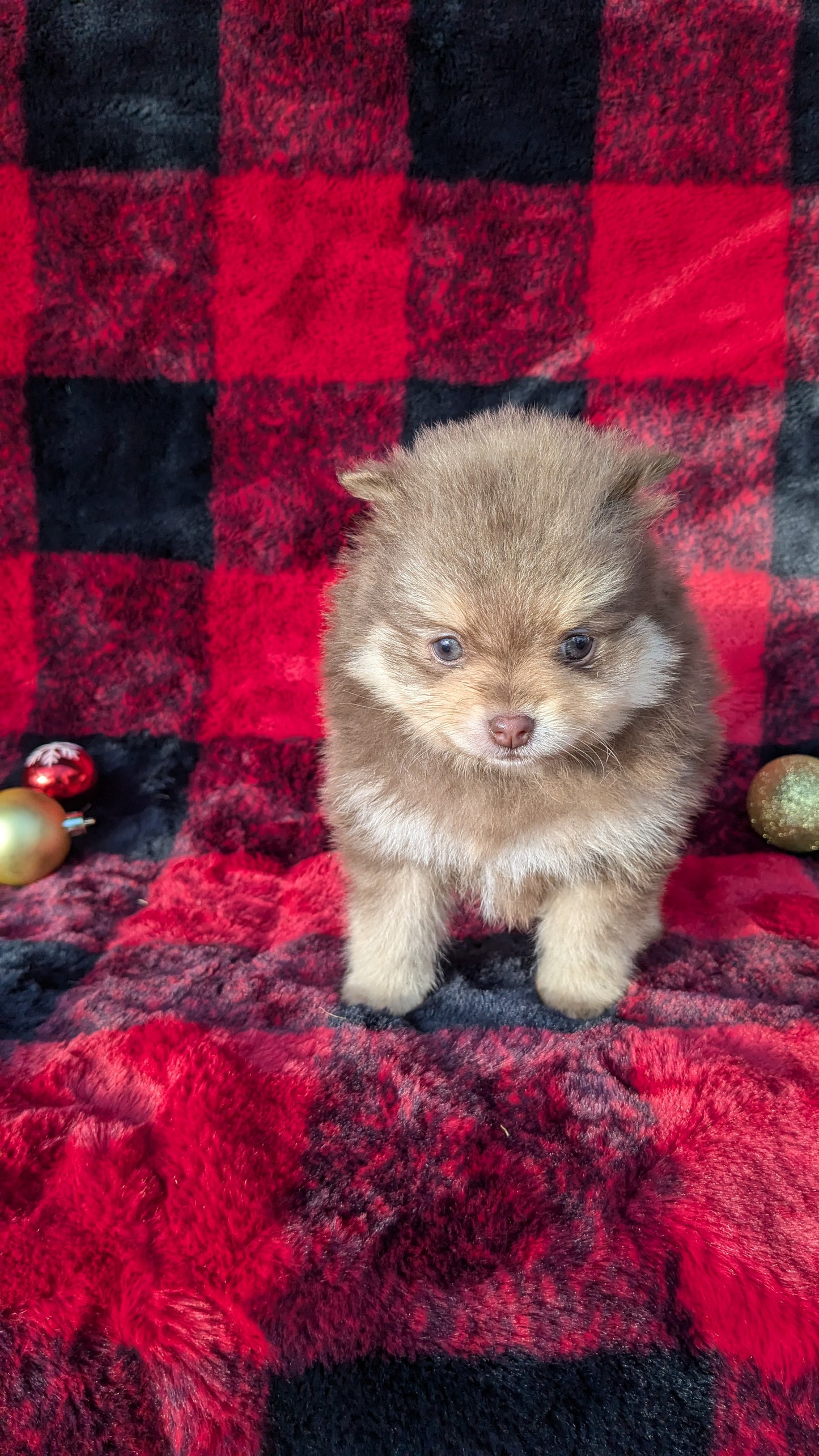 POMERANIAM (10/01) MALE