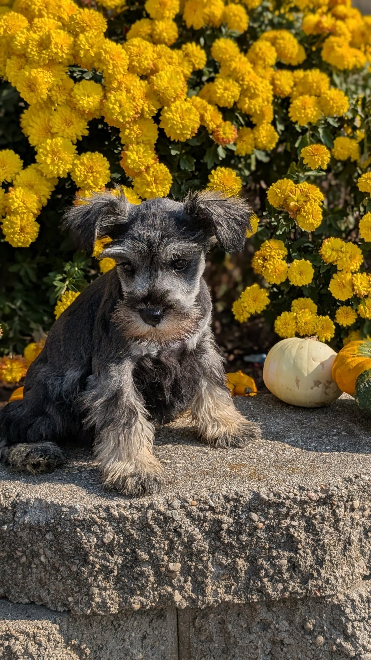 MINI SCHNAUZER (08/21) FEMALE