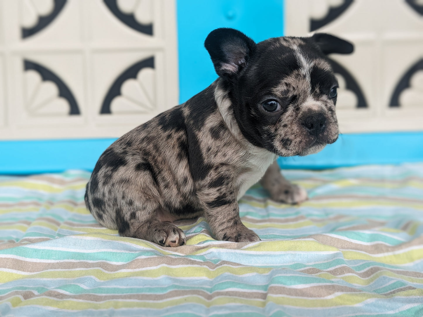 FRENCHTON (04/11) FEMALE