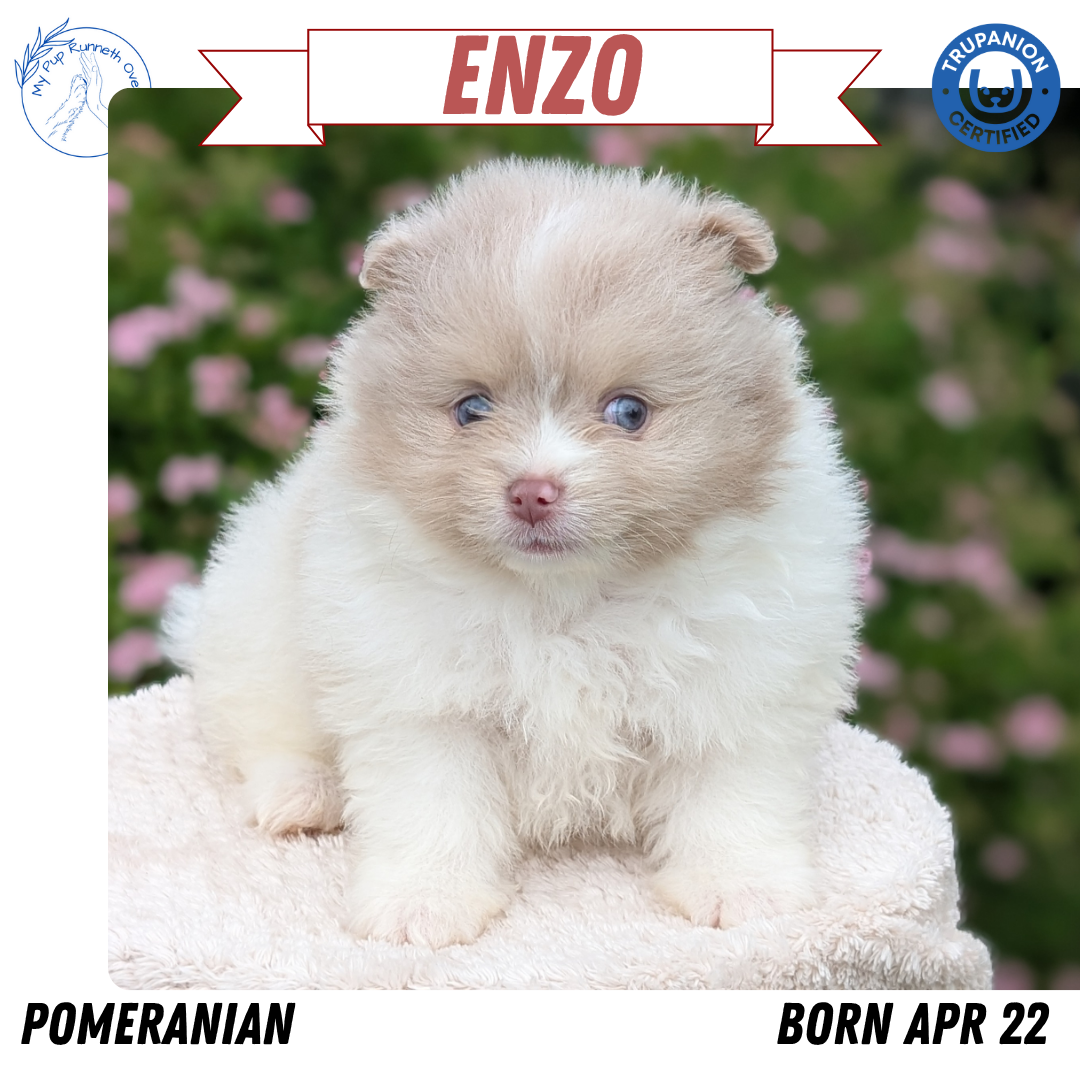 POMERANIAN (04/22) MALE