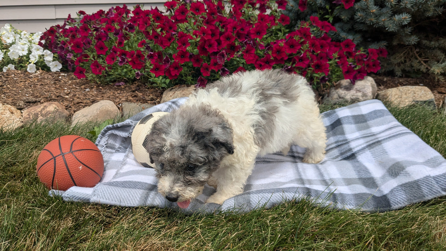 TOY BERNEDOODLE (06/11) FEMALE