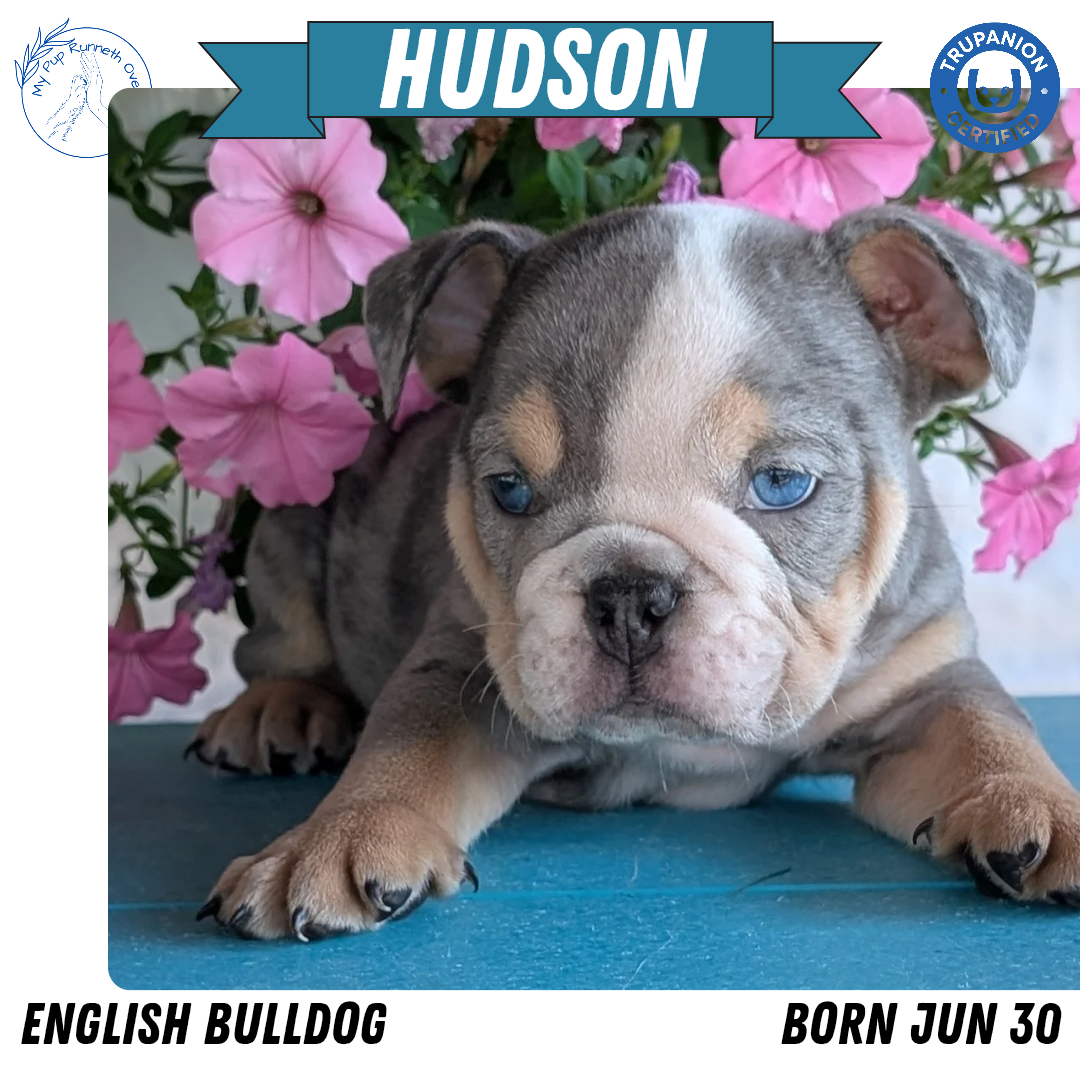 ENGLISH BULLDOG (06/30) MALE