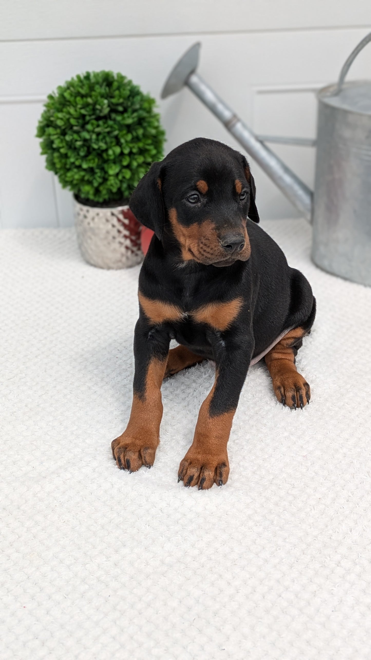 DOBERMAN PINSCHER (03/22) MALE