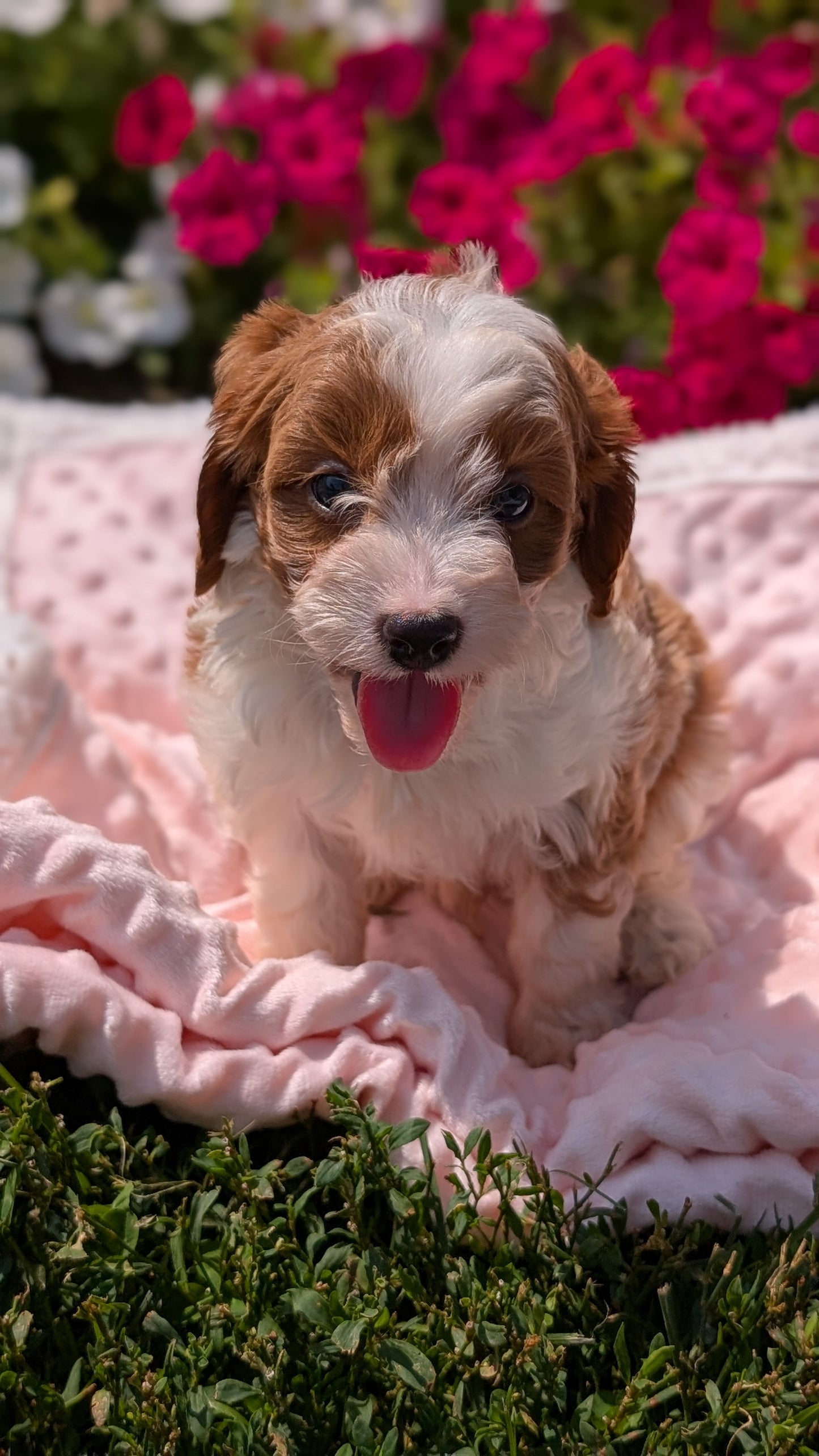 CAVAPOO (06/19) MALE