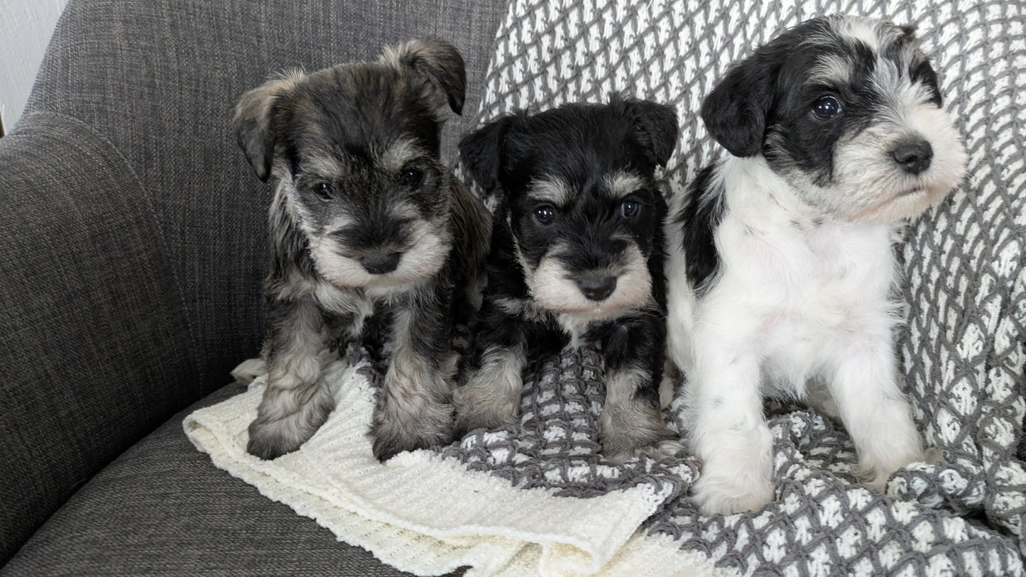 MINI SCHNAUZER (01/20) MALE