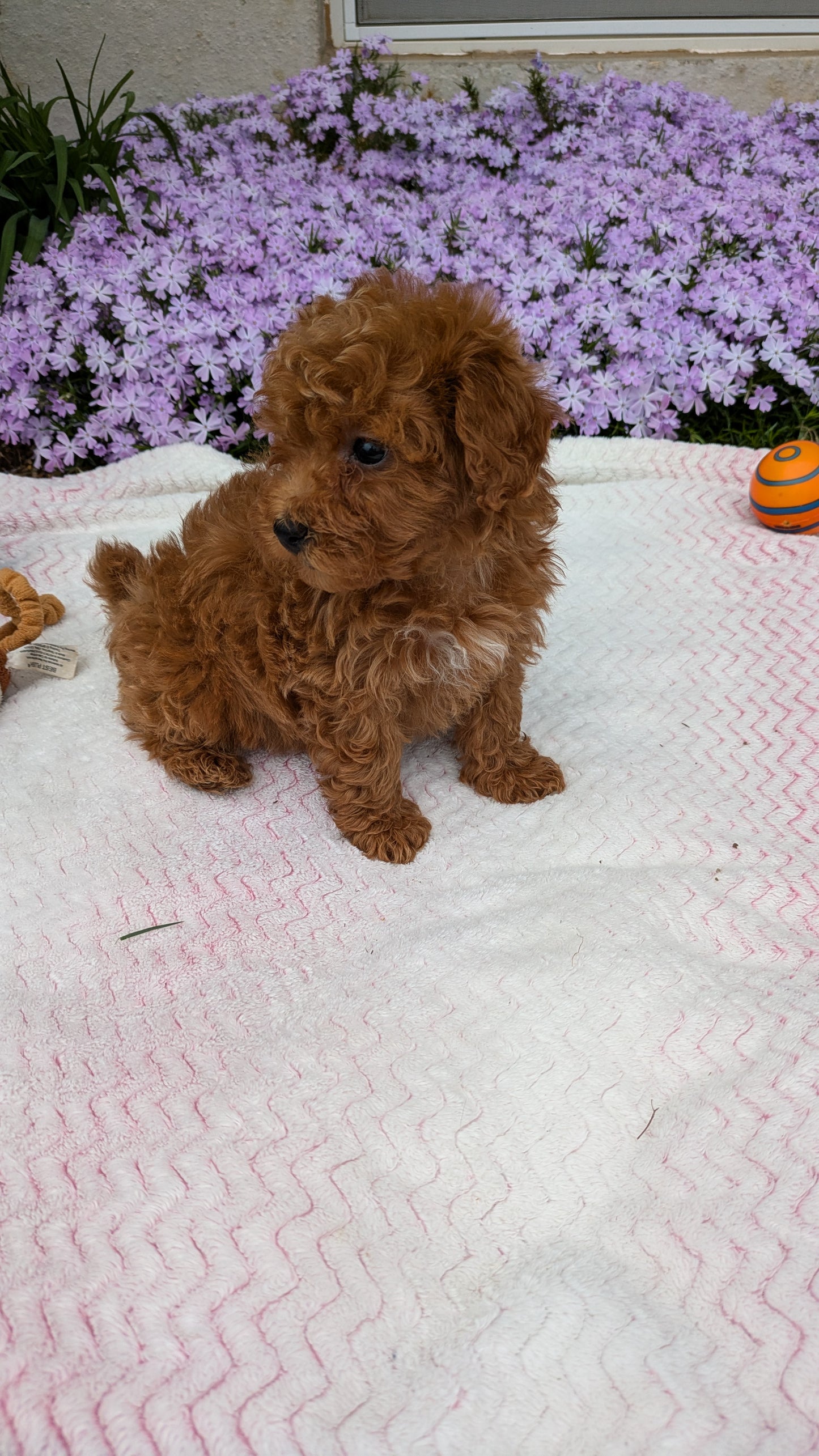 MALTIPOO (03/15) MALE