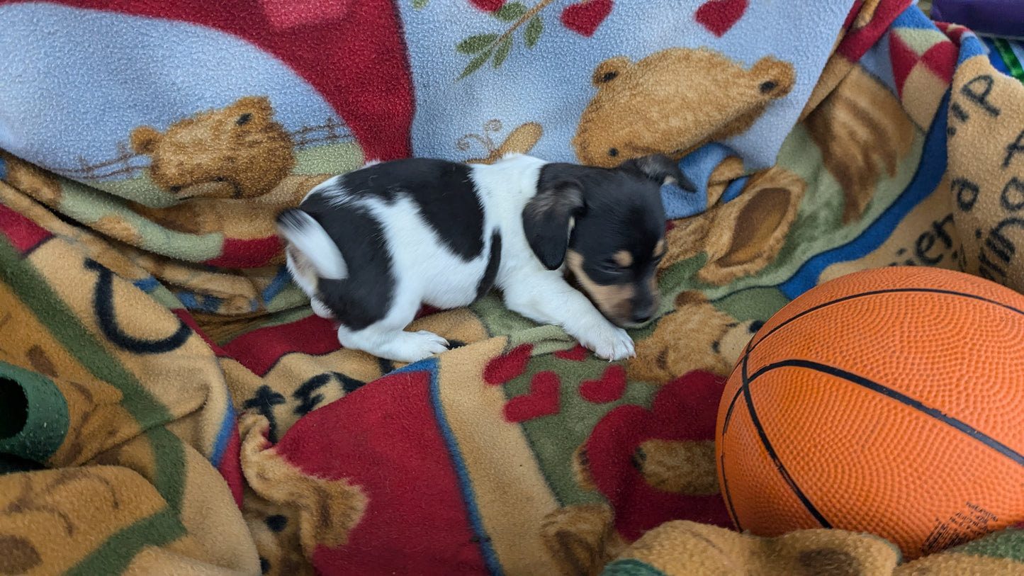 DACHSHUND (10/01) MALE