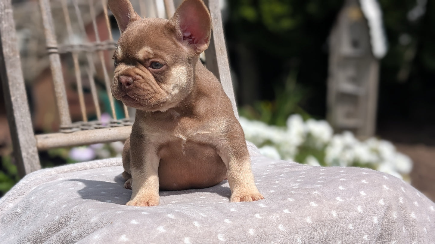 FRENCH BULLDOG (07/11) MALE