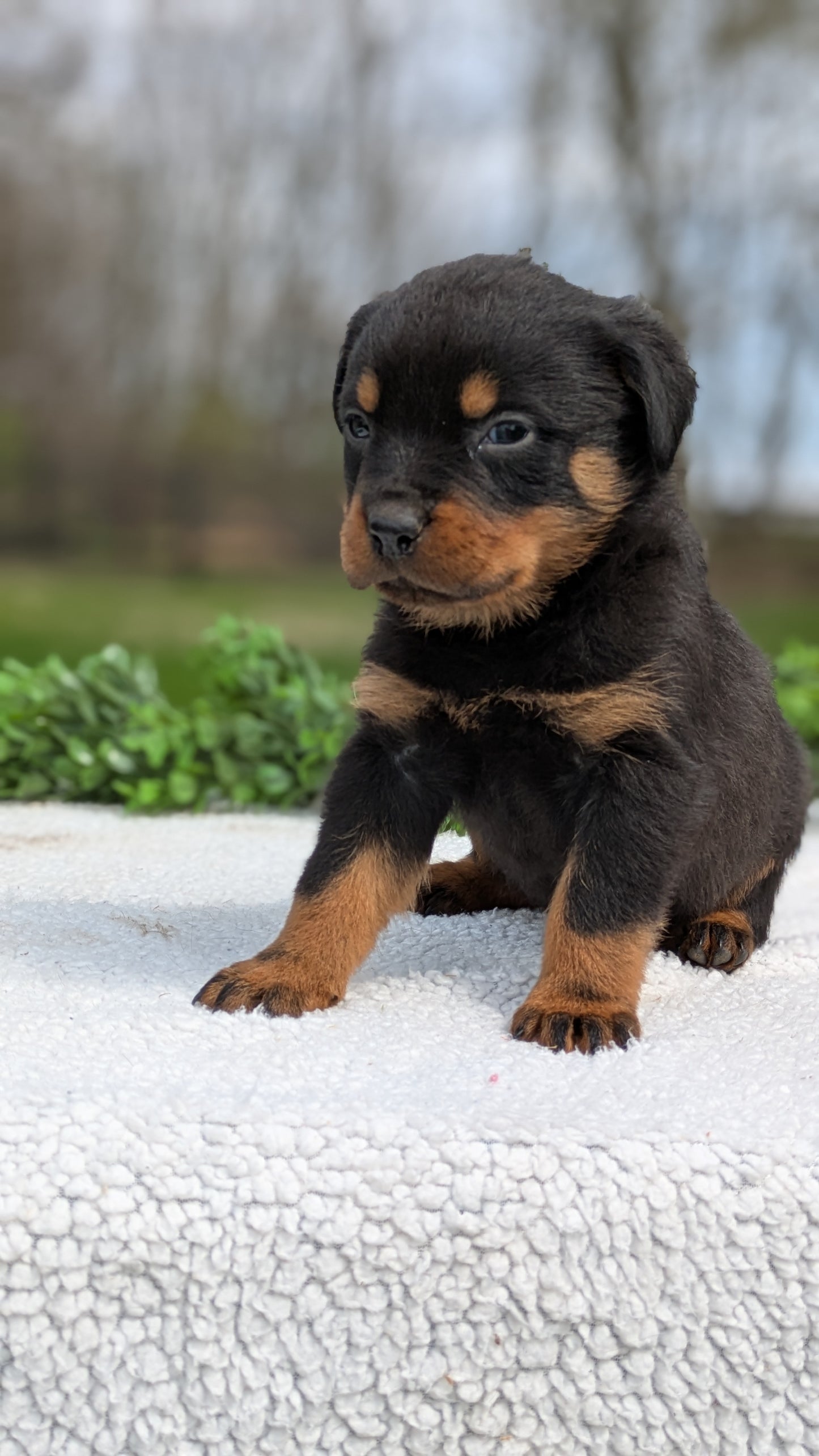 ROTTWEILER (03/18) MALE