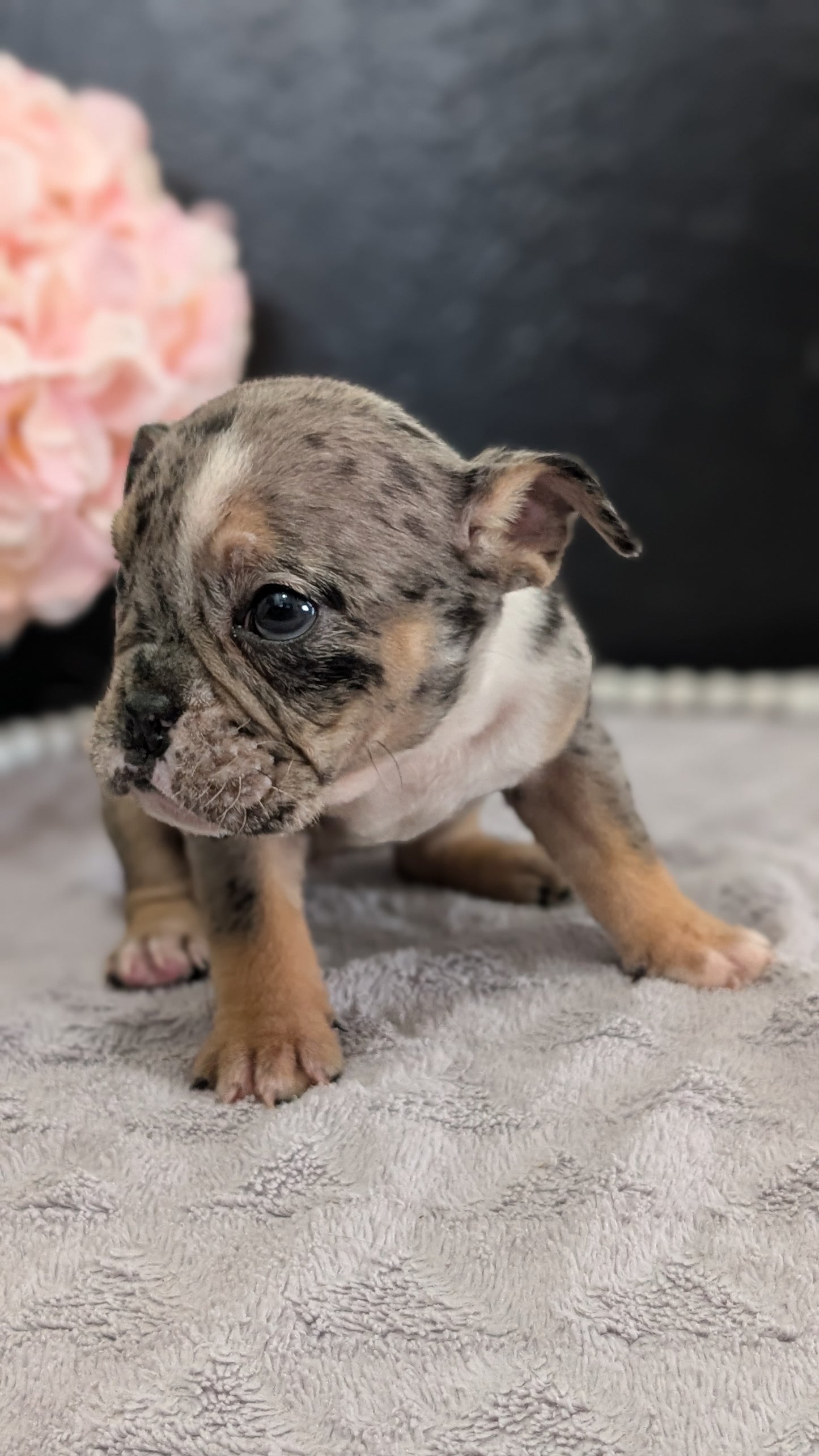 ENGLISH BULLDOG (FEB 09) FEMALES