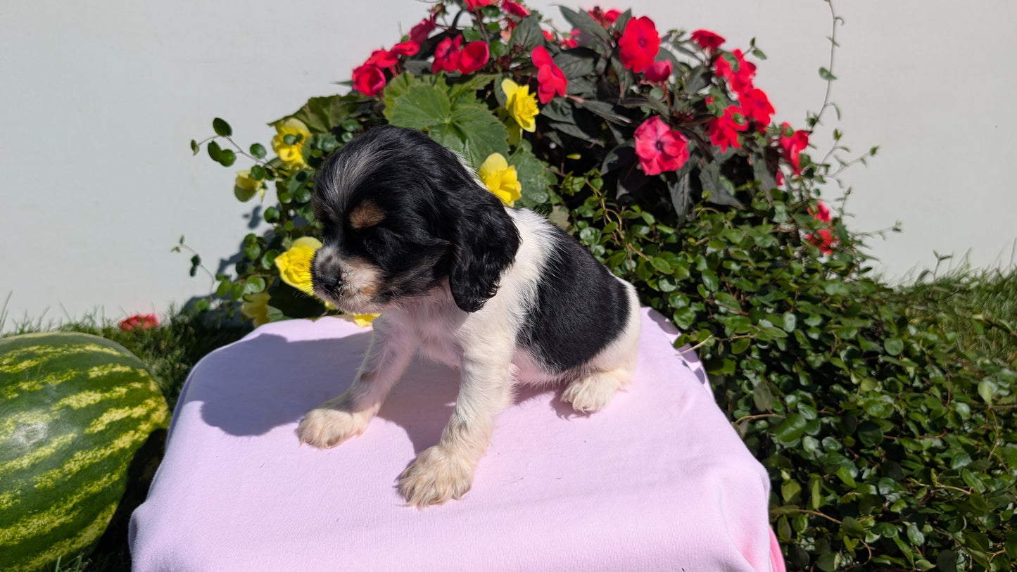 COCKER SPANIEL (07/16) FEMALE