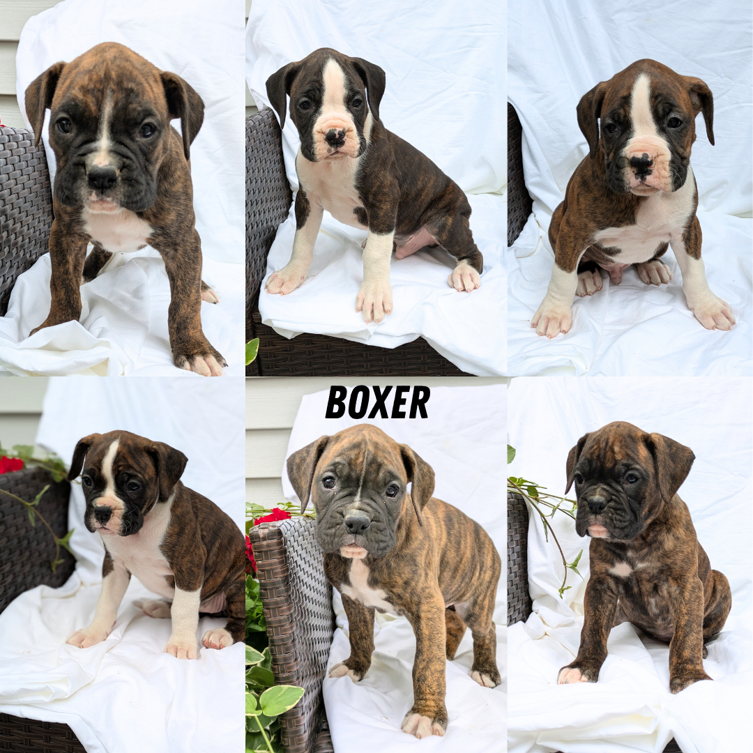 BOXER (04/08) MALE