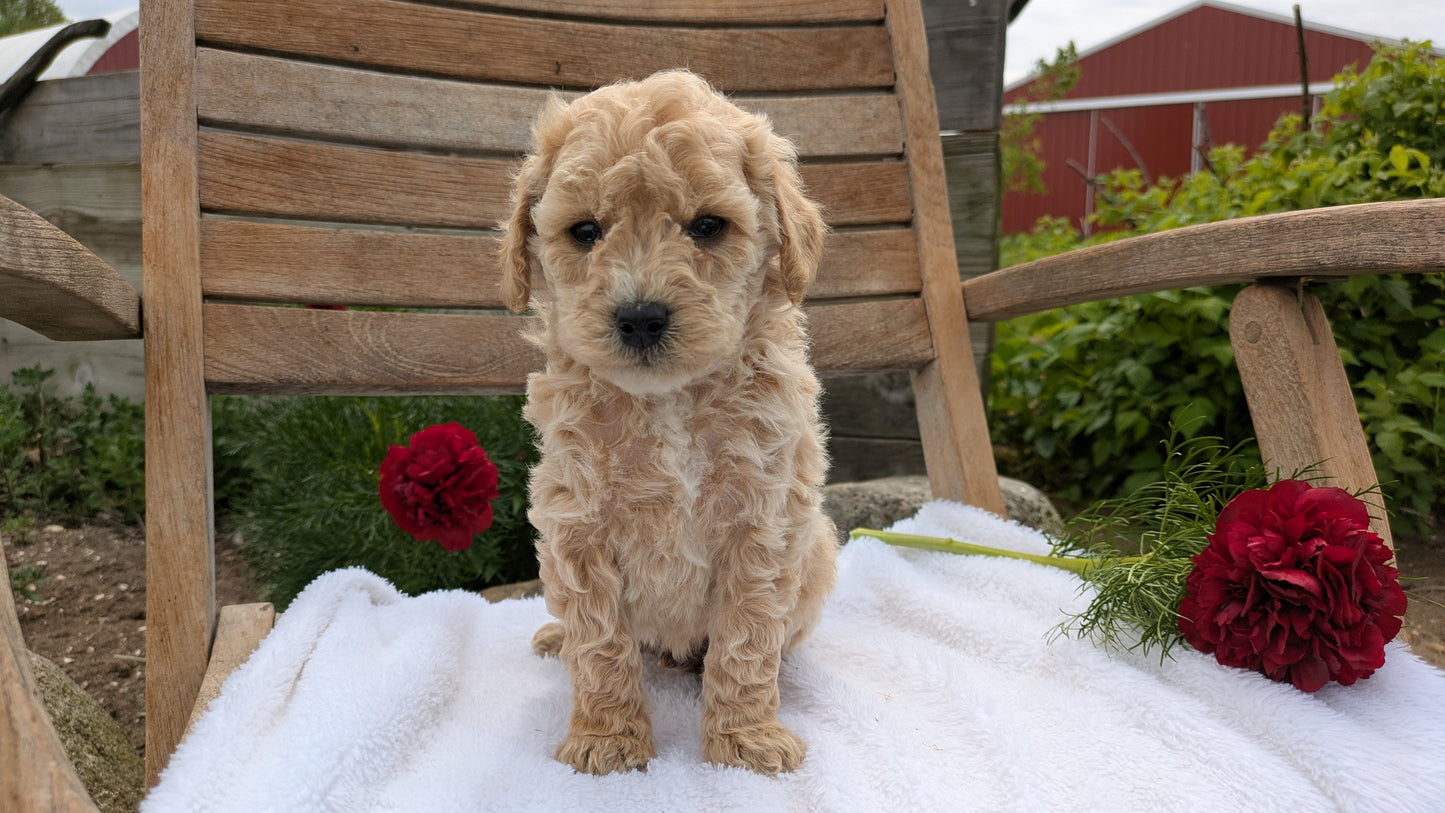 MINI POODLE (03/30) MALE