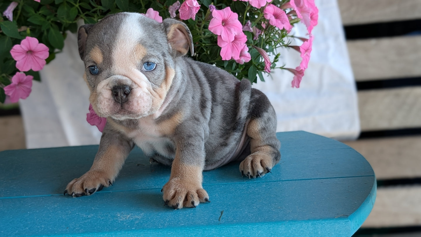 ENGLISH BULLDOG (06/30) MALE