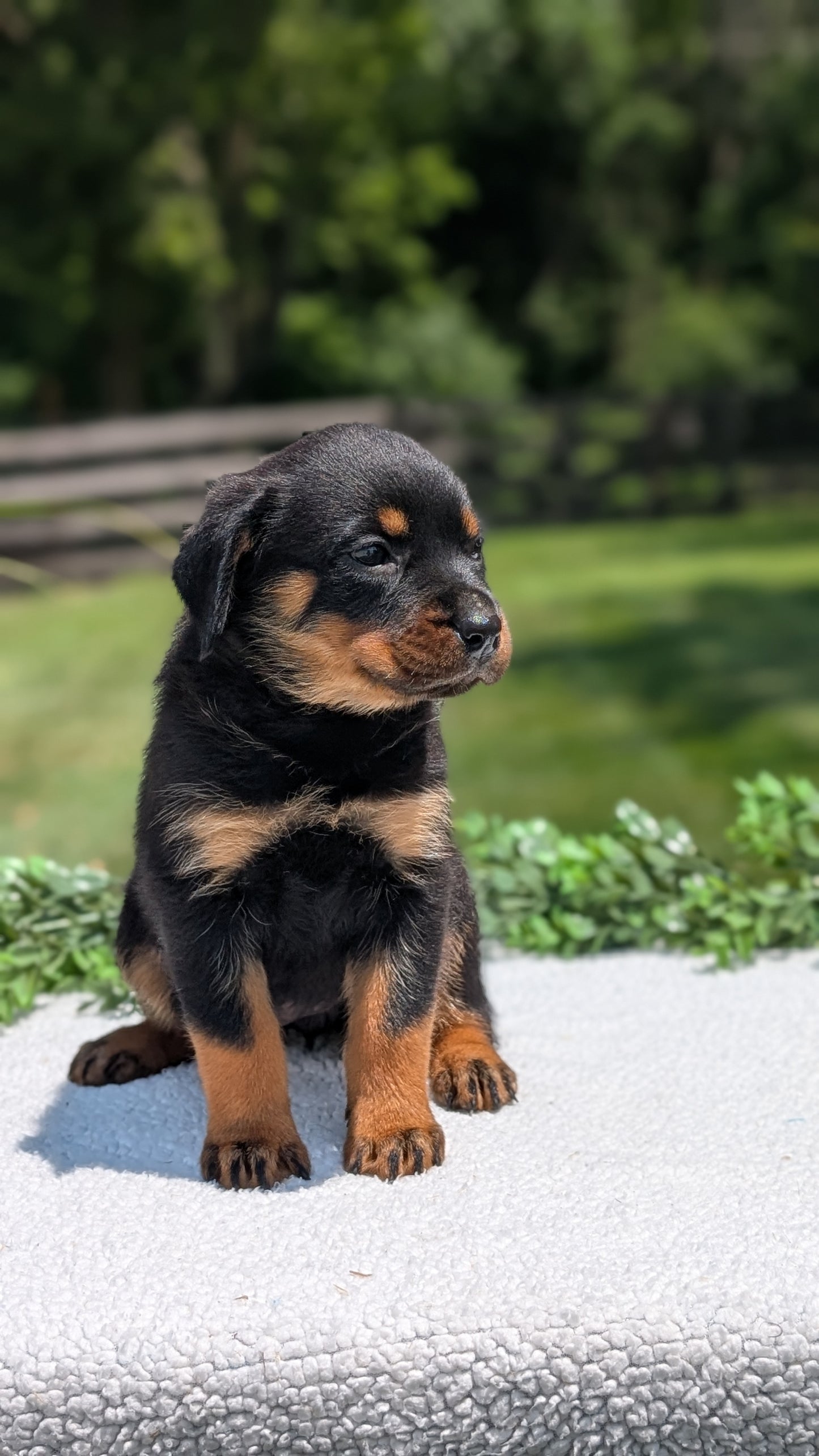 ROTTWEILER (05/28) FEMALE