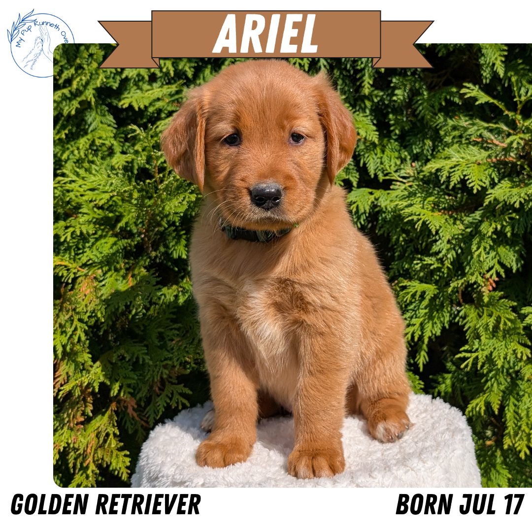 GOLDEN RETRIEVER (07/17) FEMALE