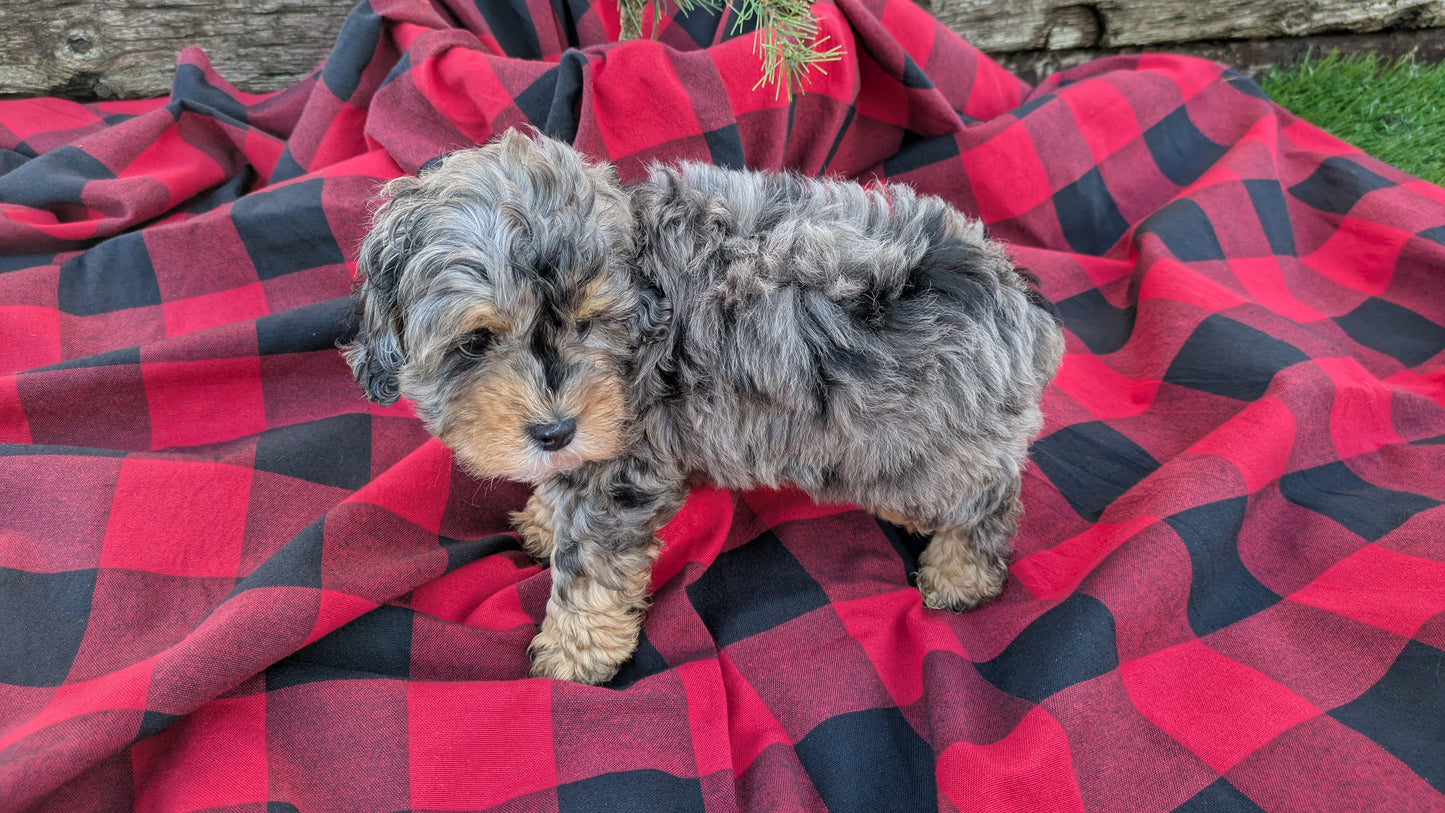 COCKAPOO (09/28) MALE