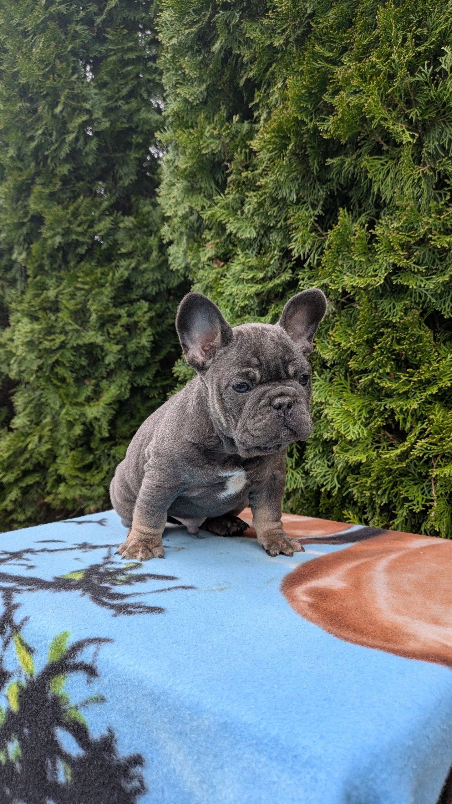 FRENCH BULLDOG (03/04) MALE