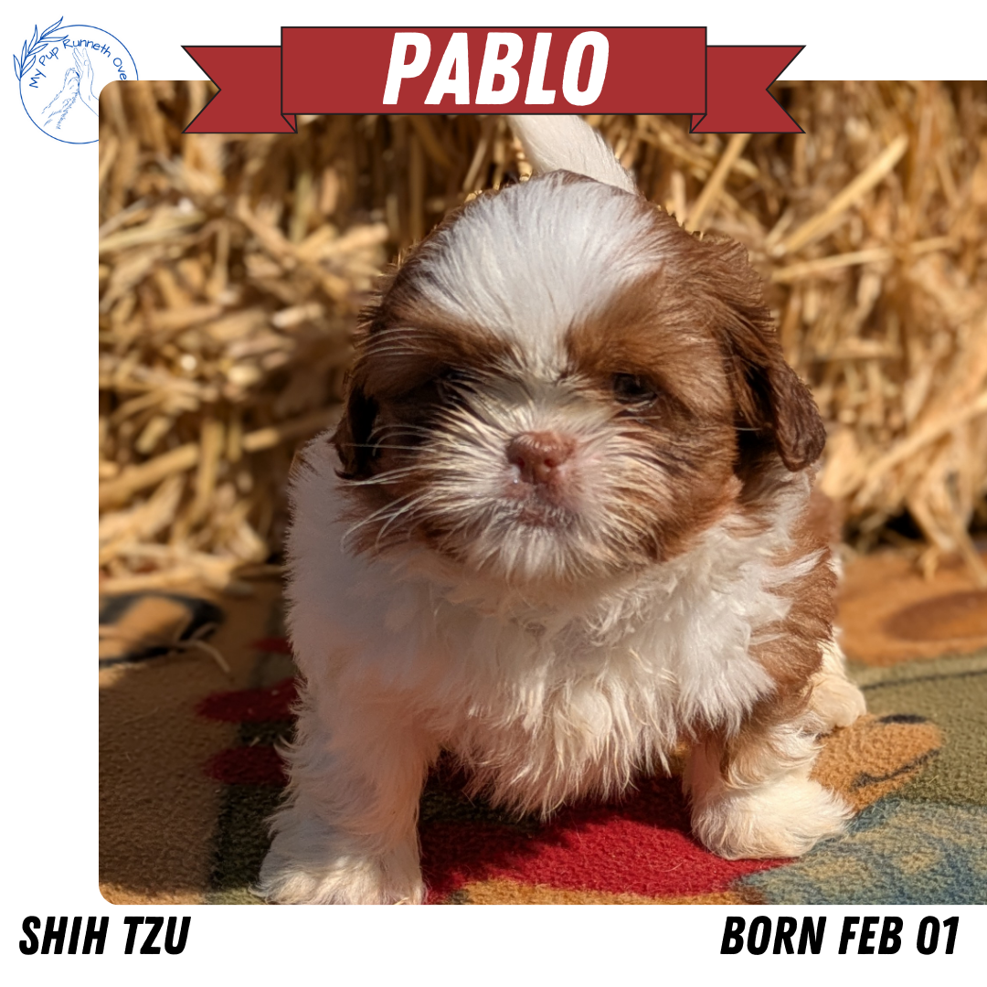 SHIH TZU (02/01) MALE