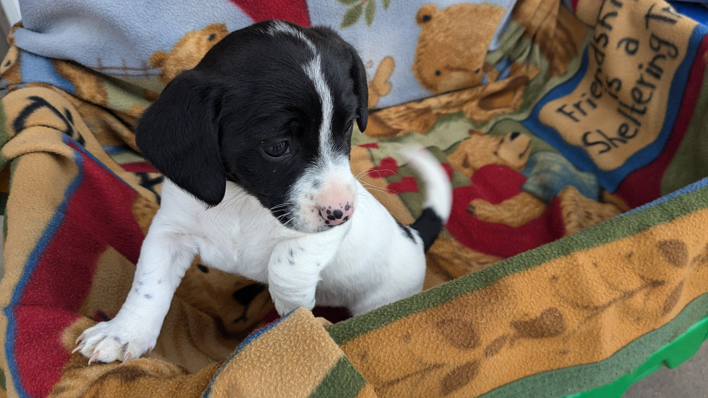 DACHSHUND (10/01) FEMALE