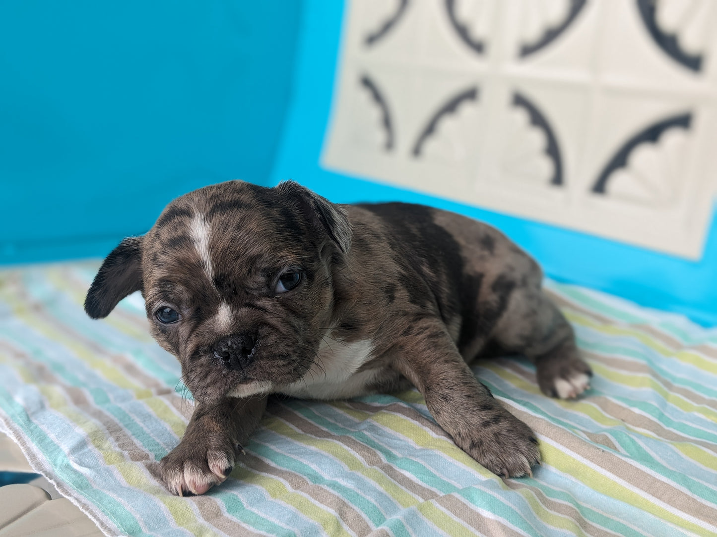 FRENCHTON (04/11) MALE
