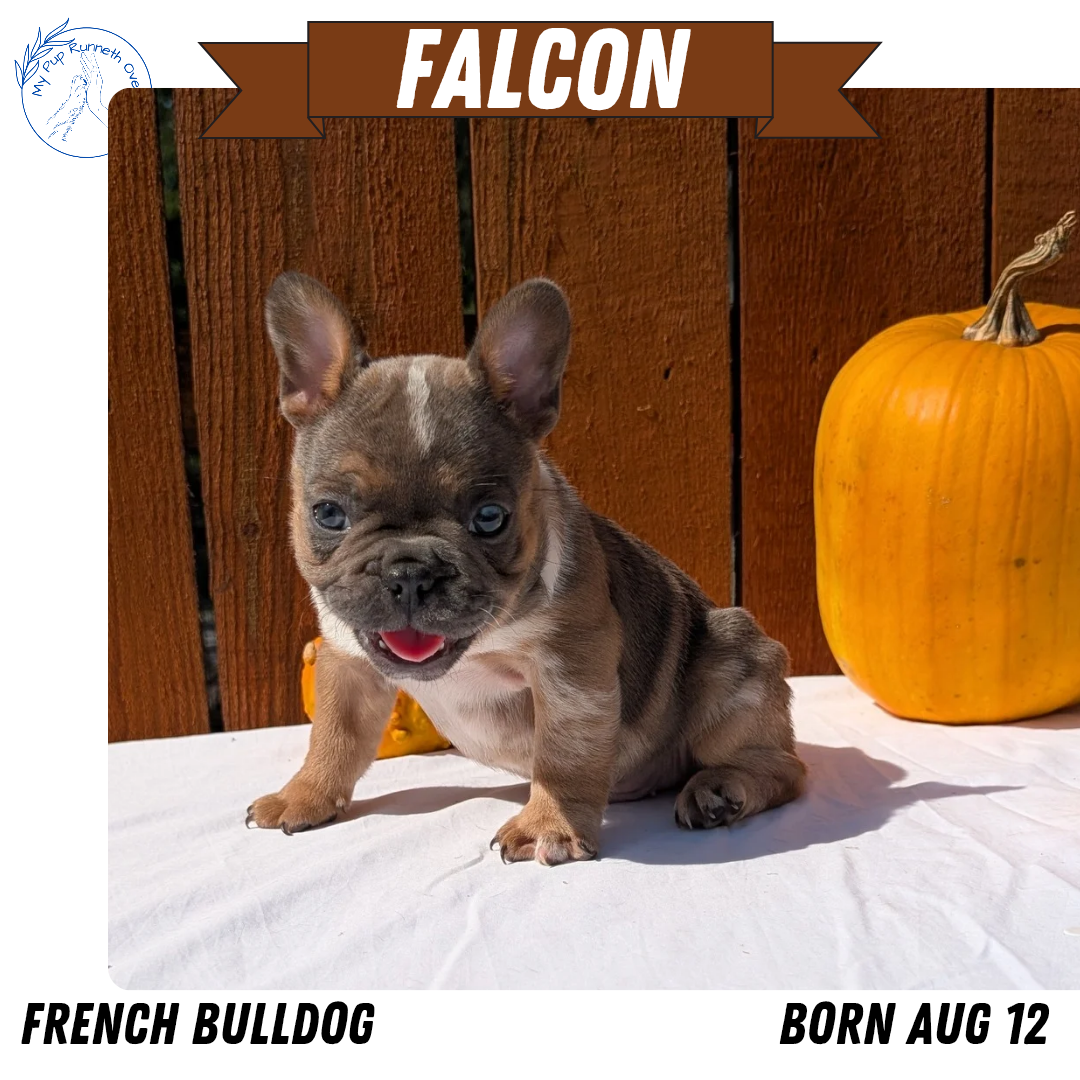FRENCH BULLDOG (08/12) MALE