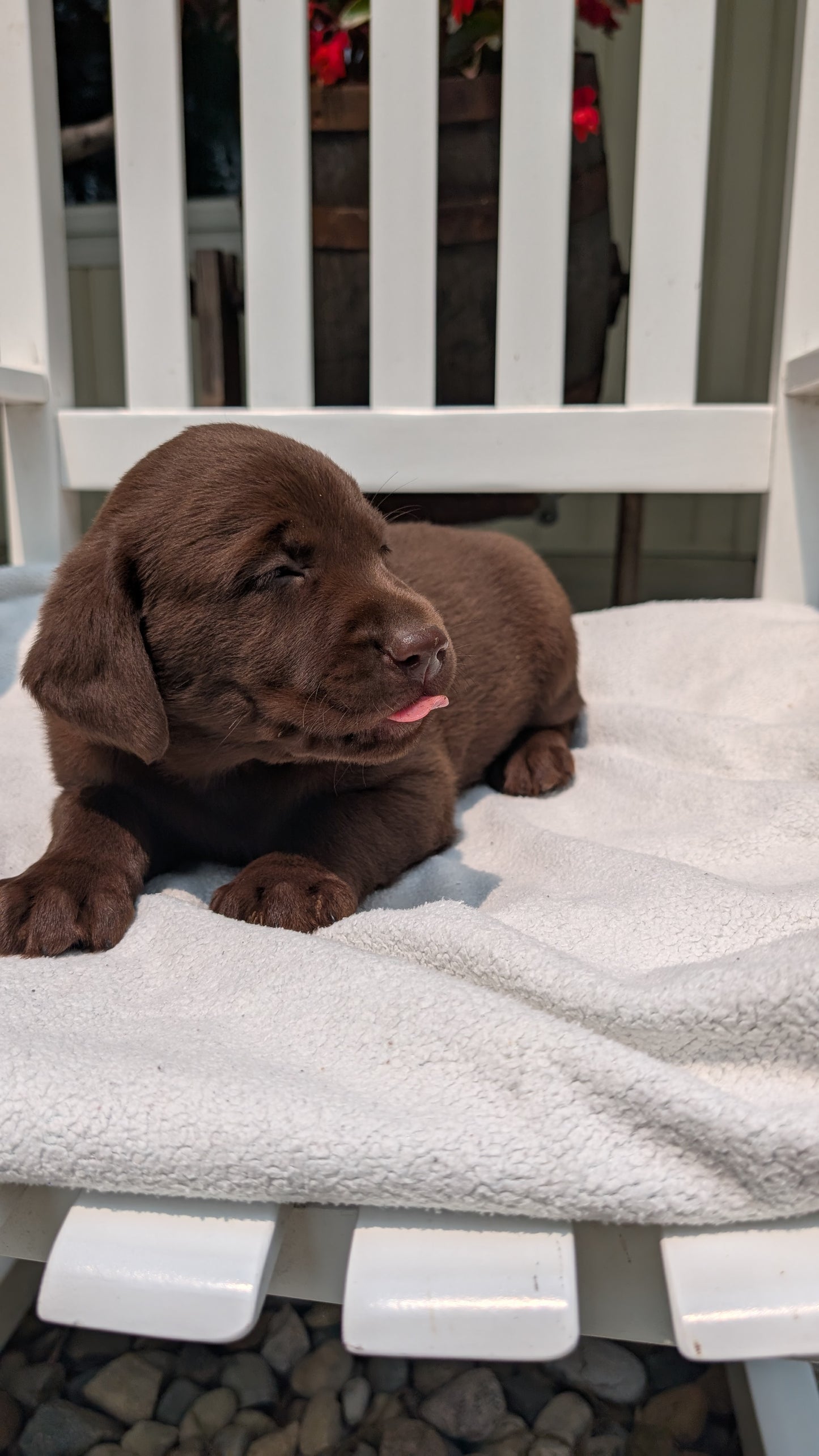 LABRADOR RETRIEVER (05/03) FEMALE