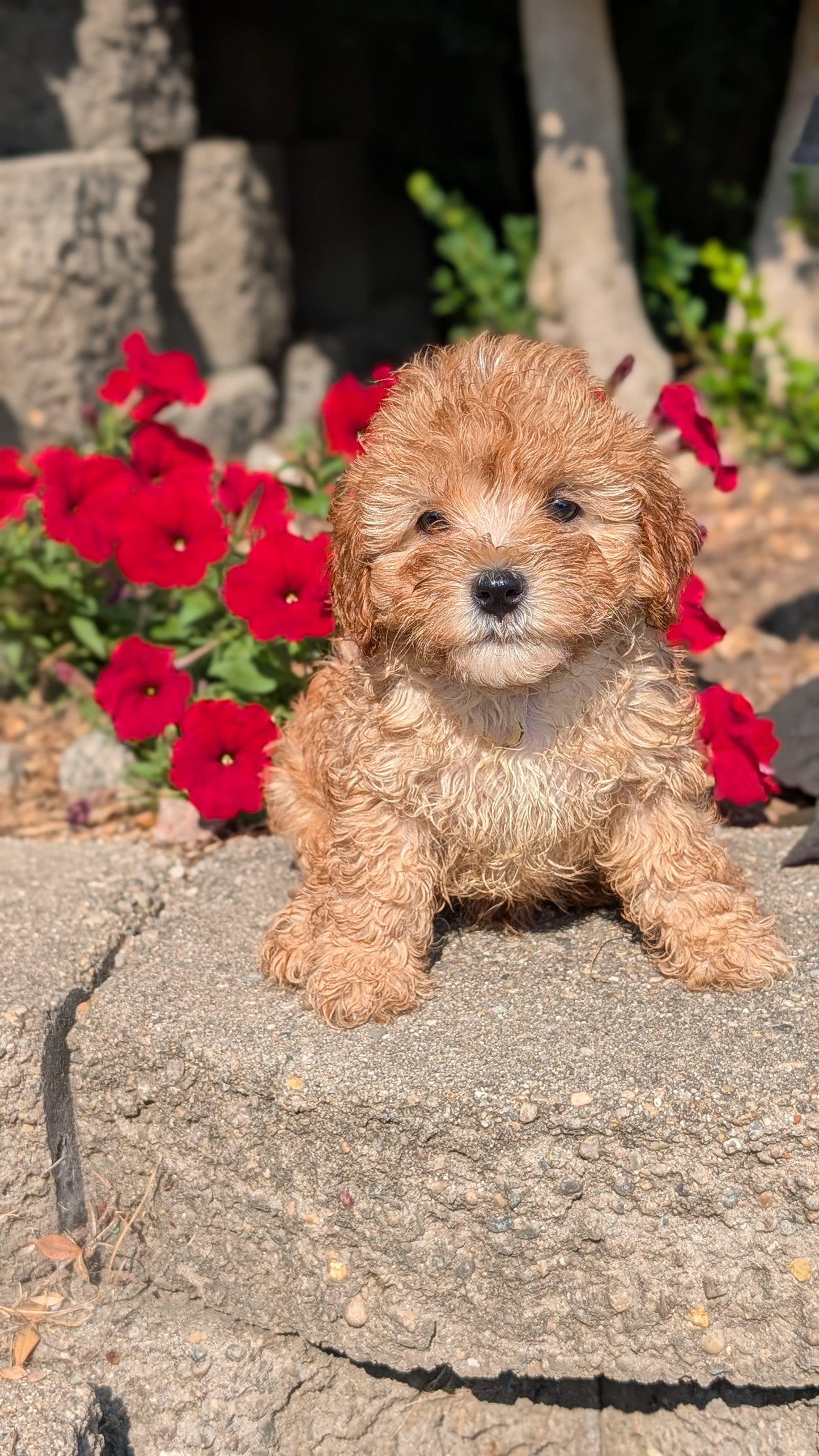 CAVAPOO (05/29) MALE