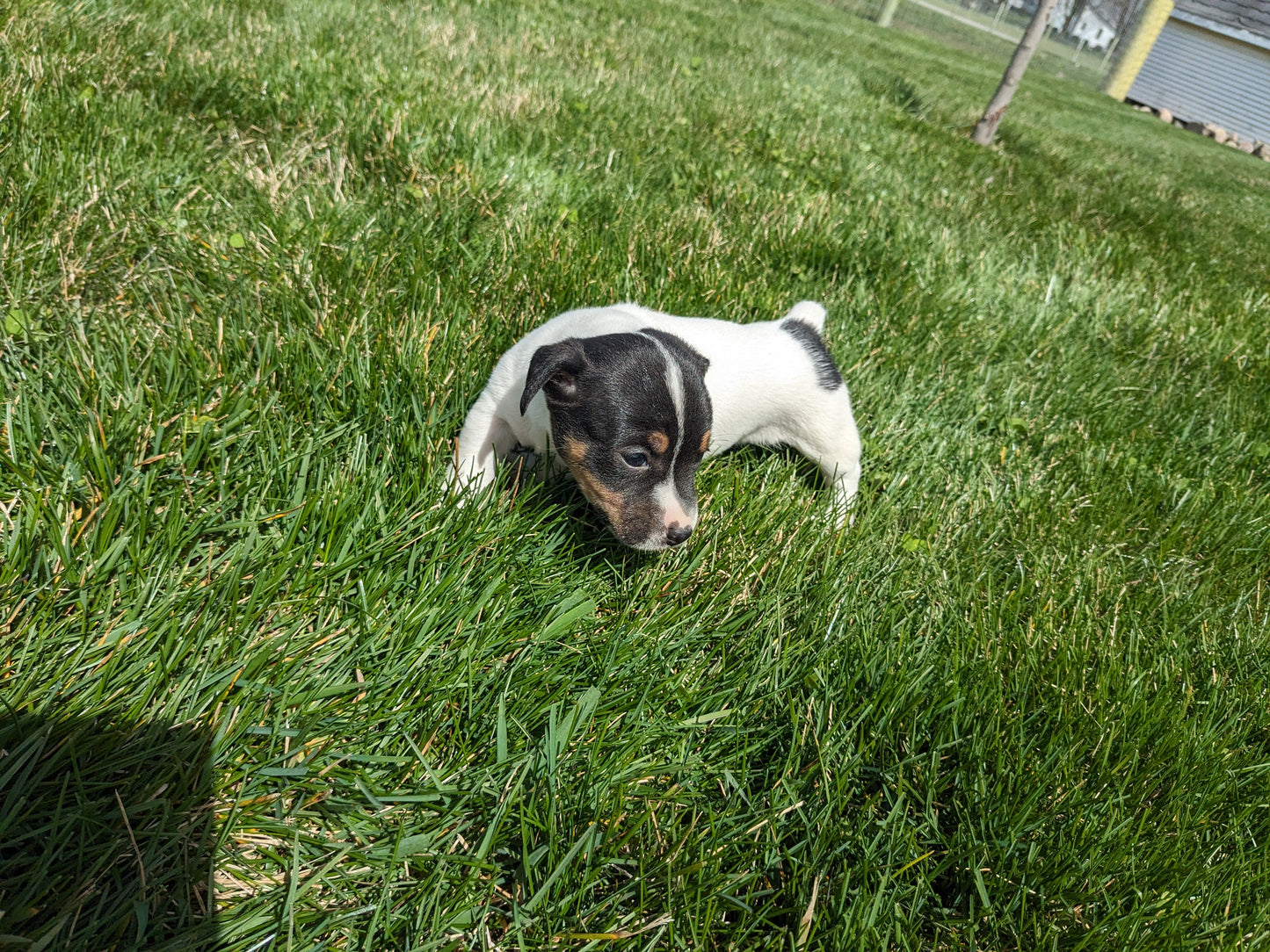 JACK RUSSELL TERRIER (03/08) FEMALE