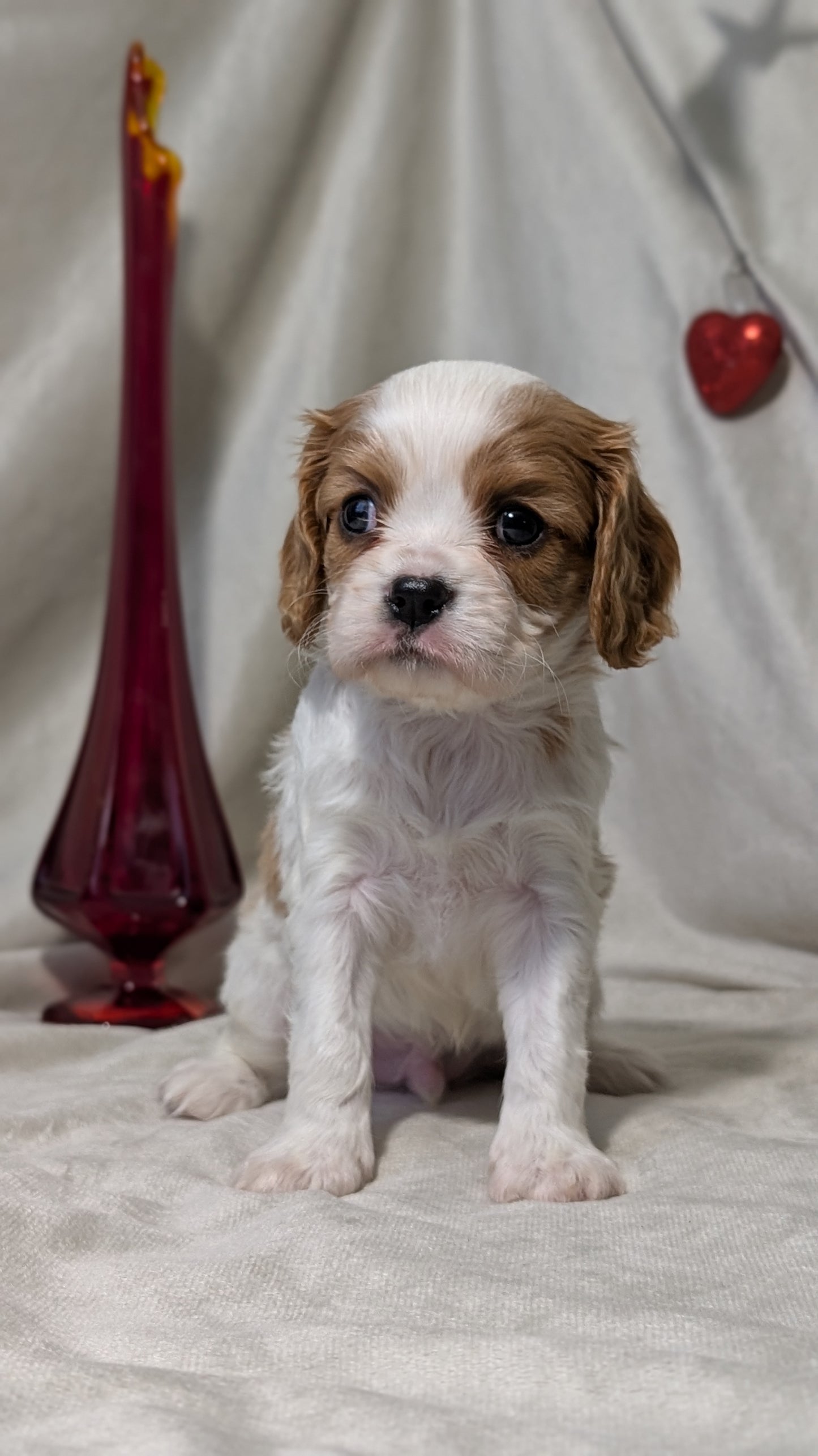 CAVALIER (DEC 03) MALES