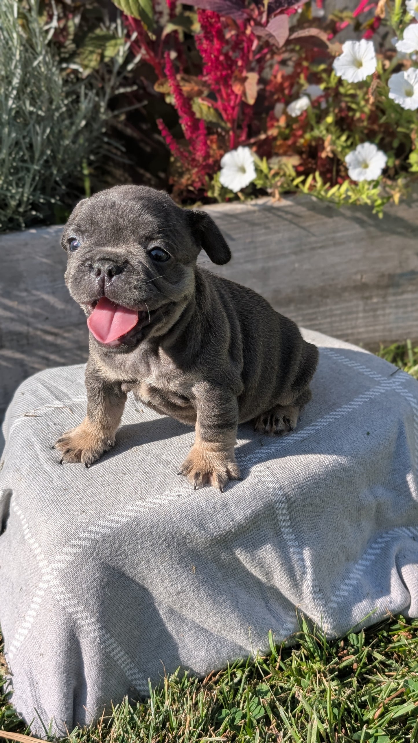 FRENCH BULLDOG (07/03) FEMALE
