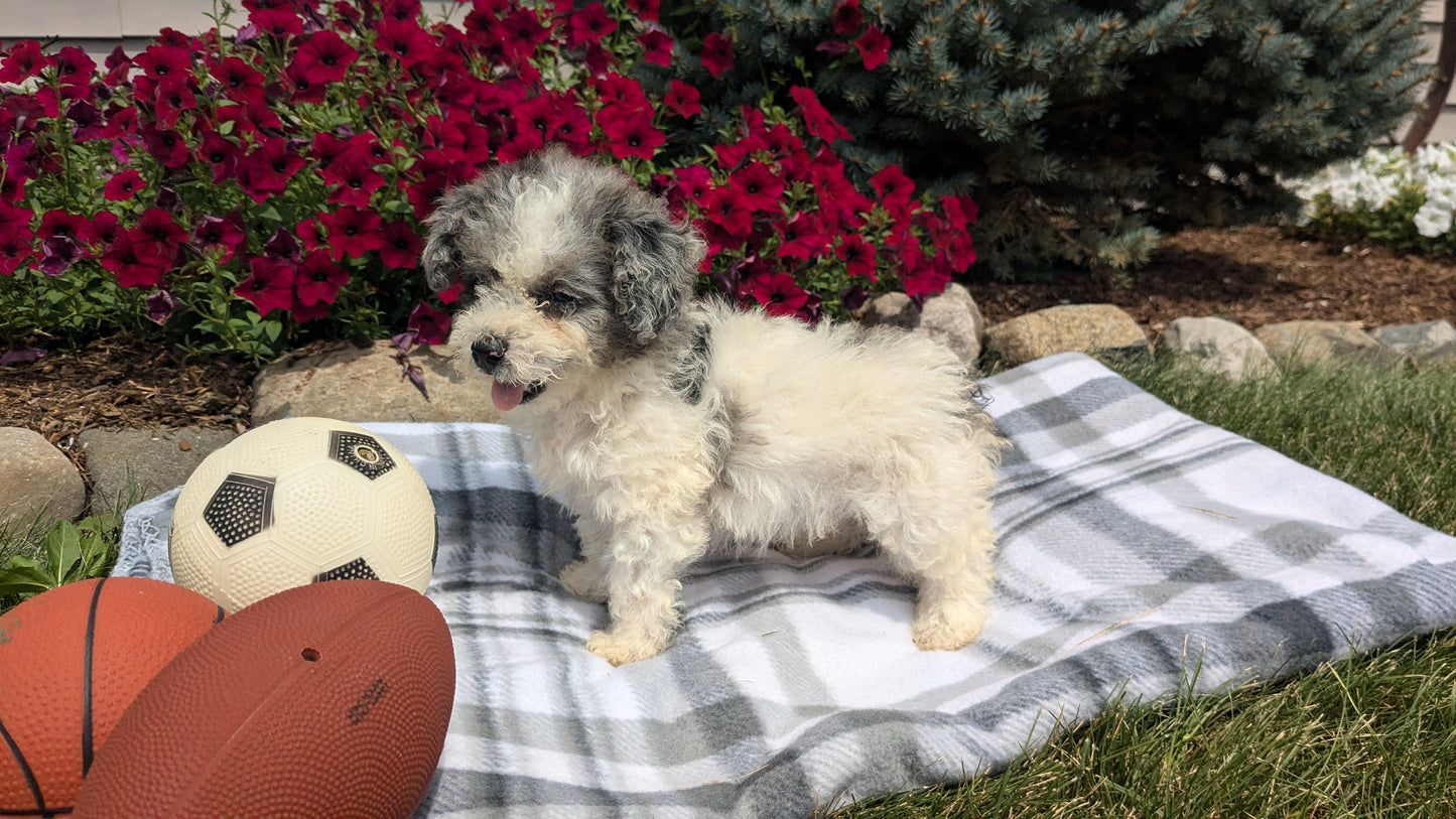 TOY BERNEDOODLE (06/11) FEMALE