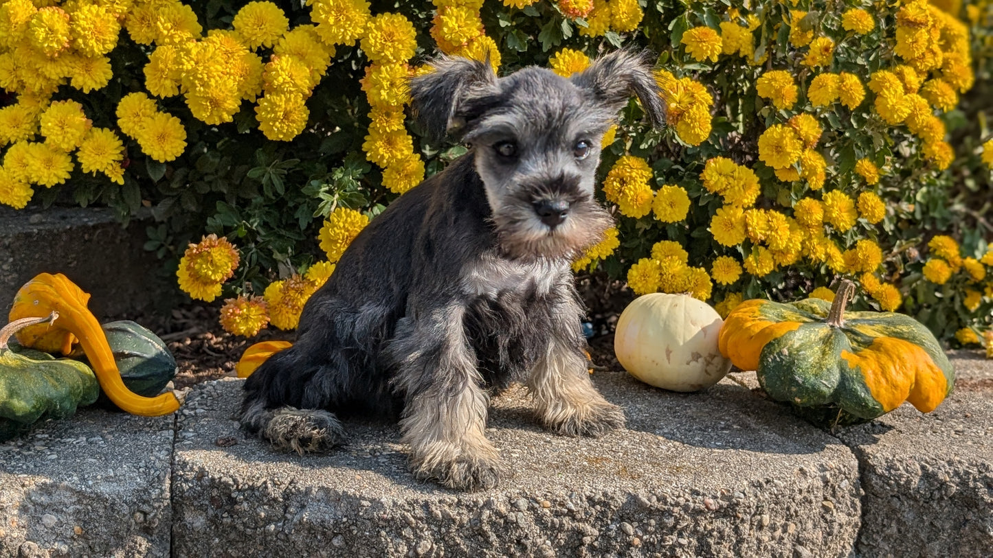 MINI SCHNAUZER (08/21) FEMALE