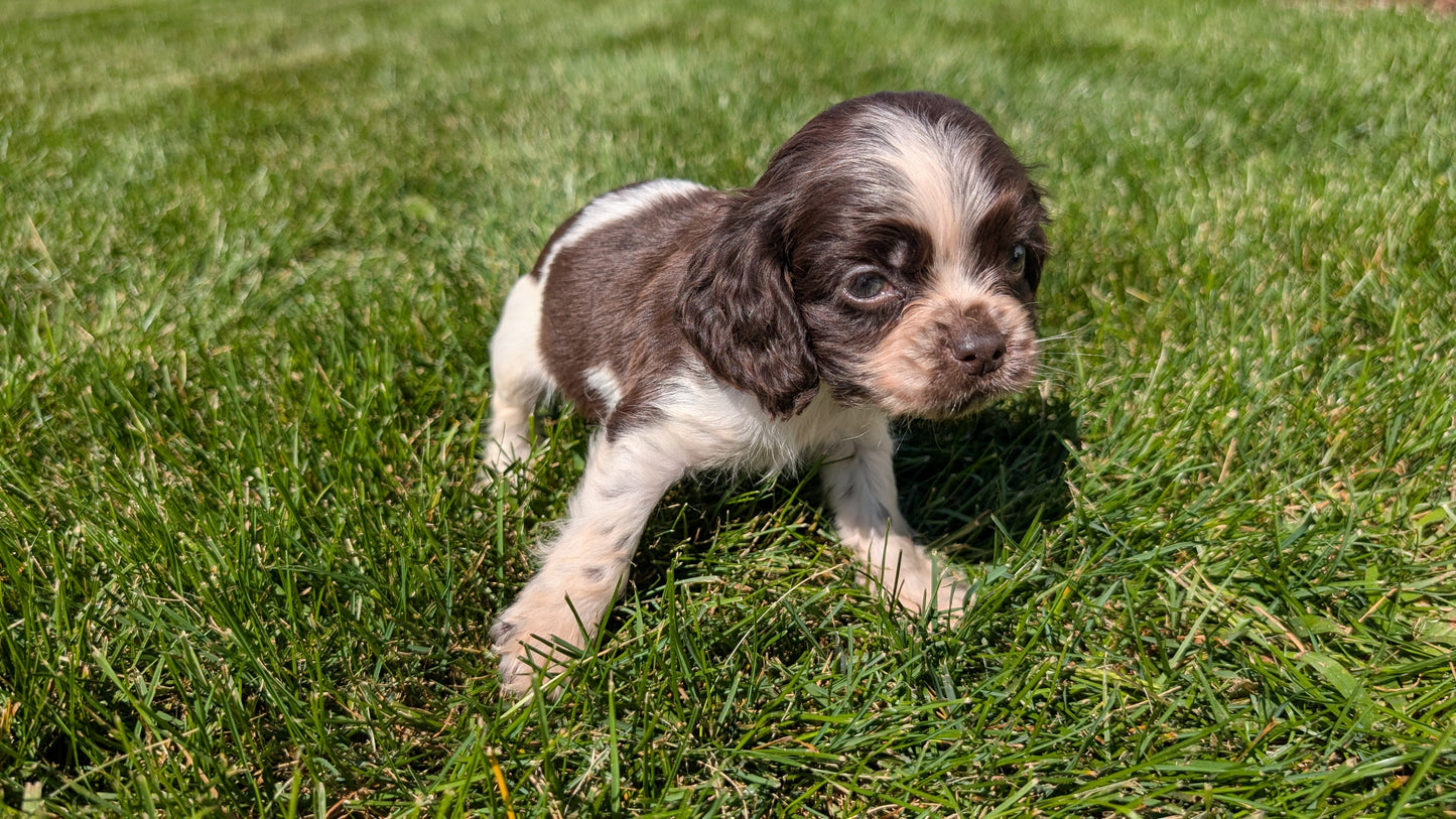 COCKER SPANIEL (07/16) MALE