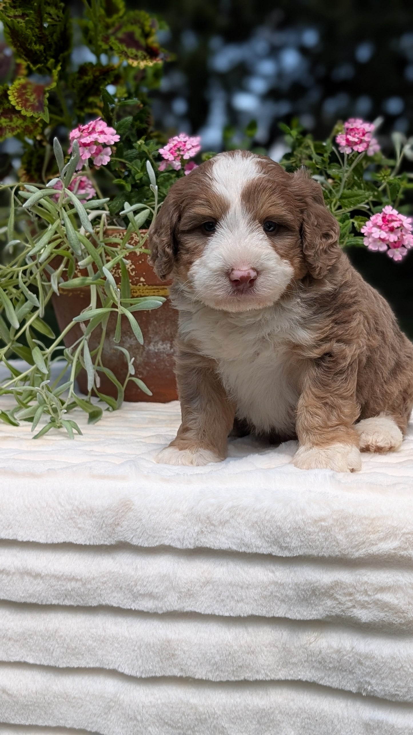 MINI BERNEDOODLE (06/11) MALE