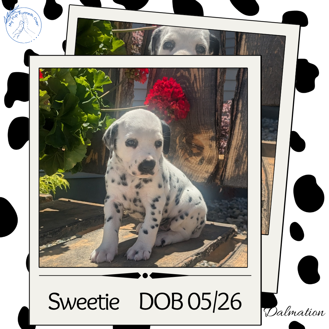 DALMATIAN (05/26) FEMALE