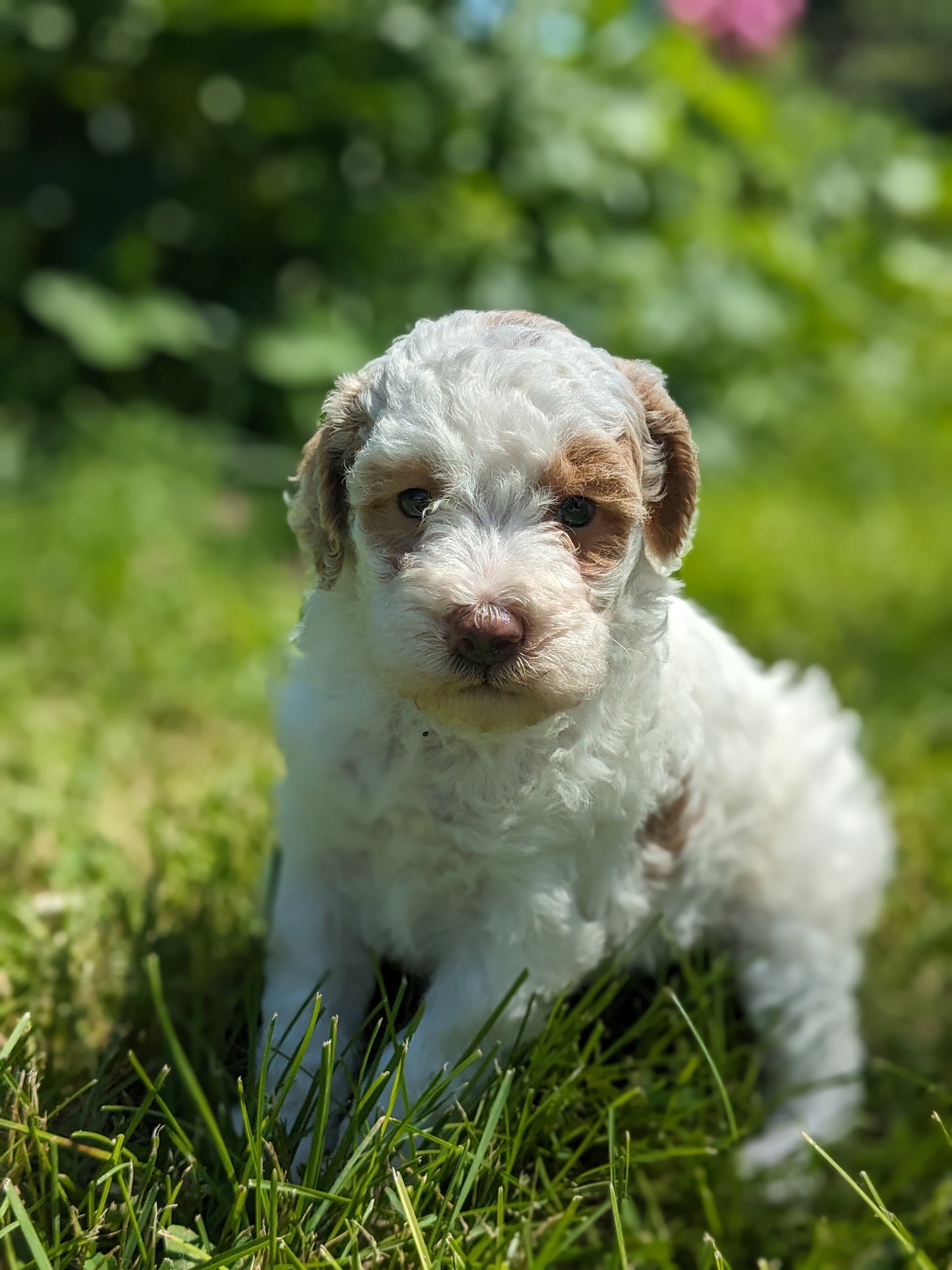 MINI POODLE (04/27) FEMALE